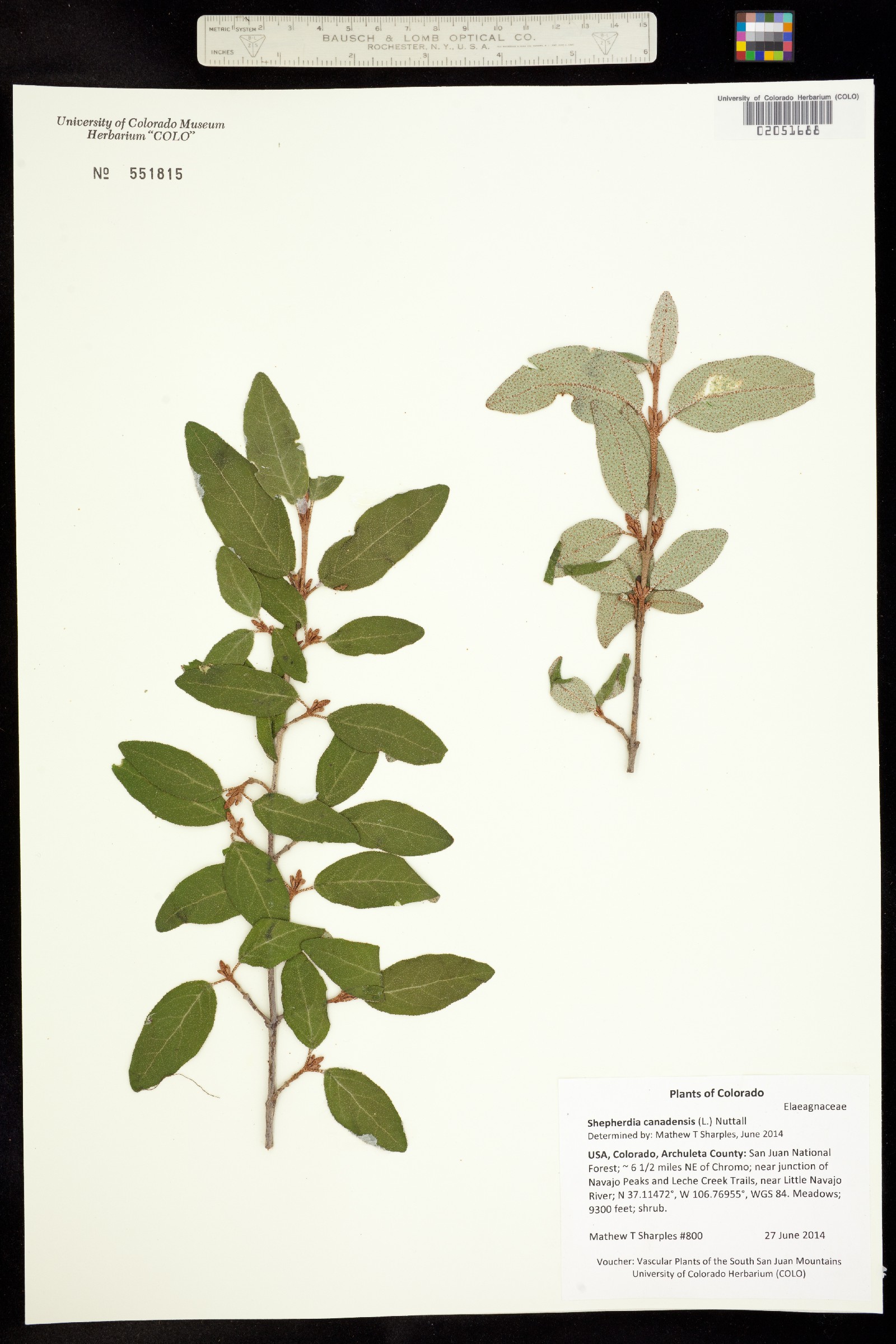 Shepherdia canadensis image