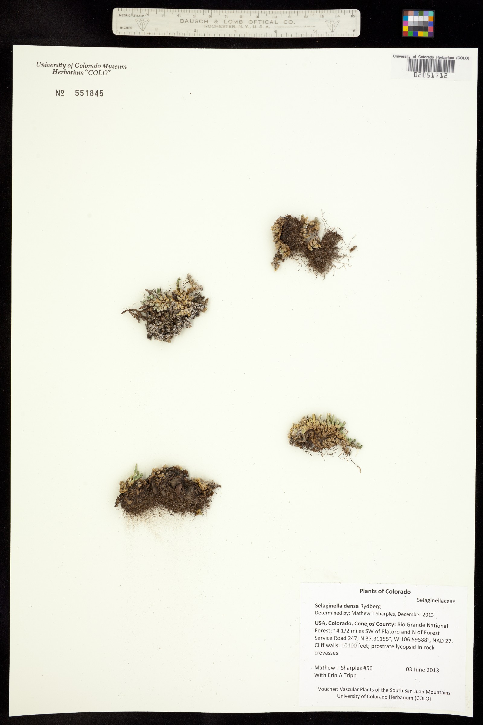 Selaginella image