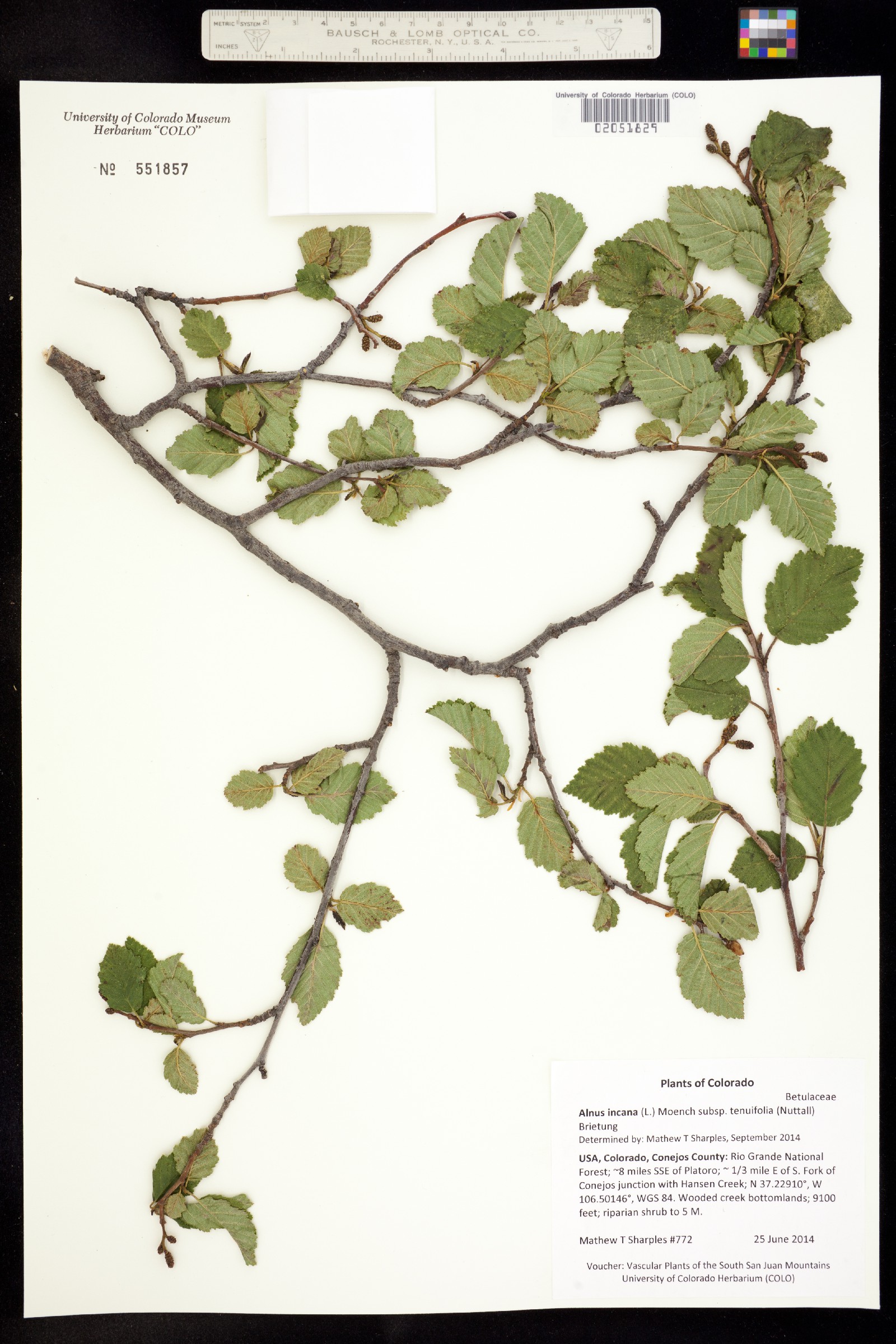 Alnus incana subsp. tenuifolia image