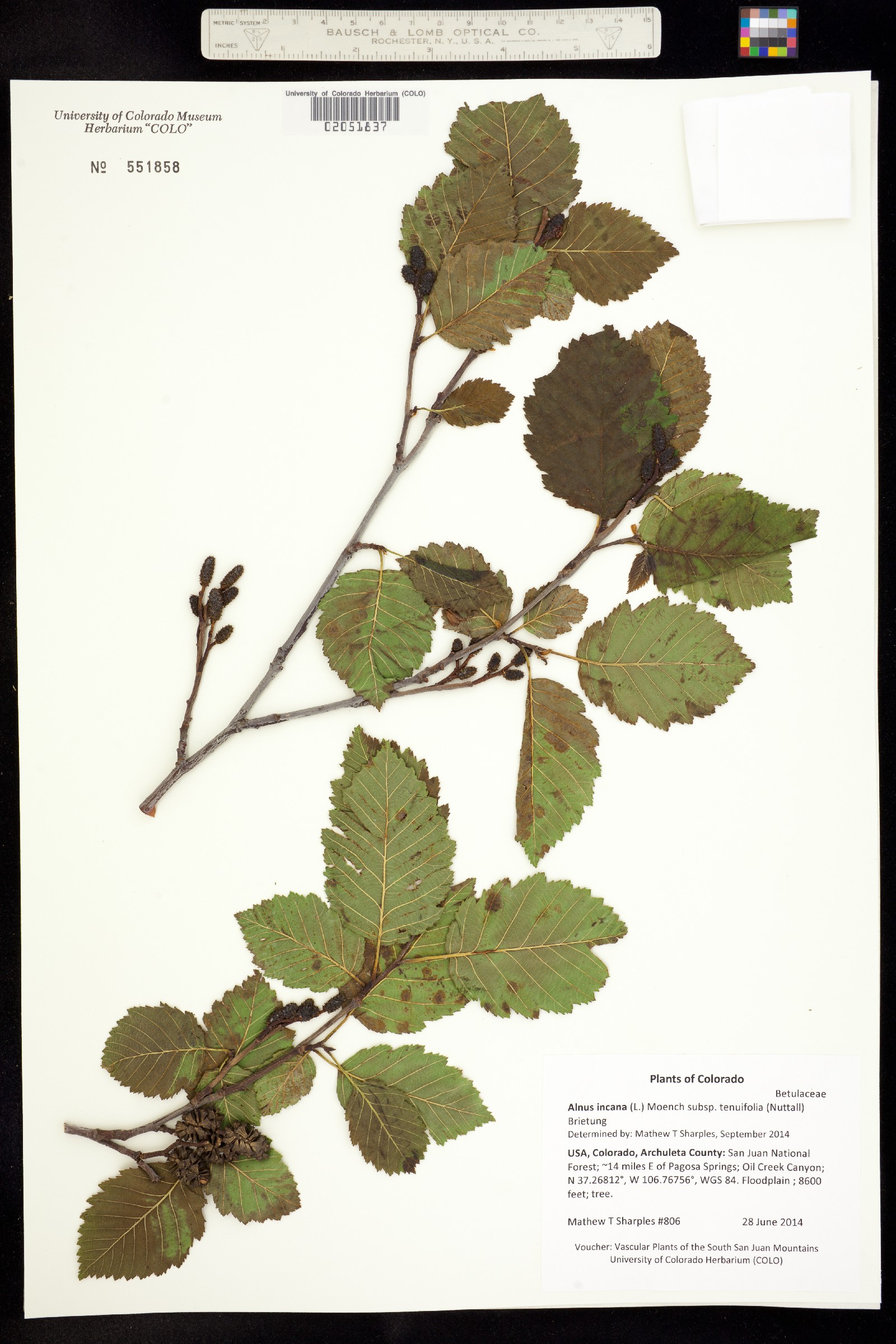 Alnus incana image