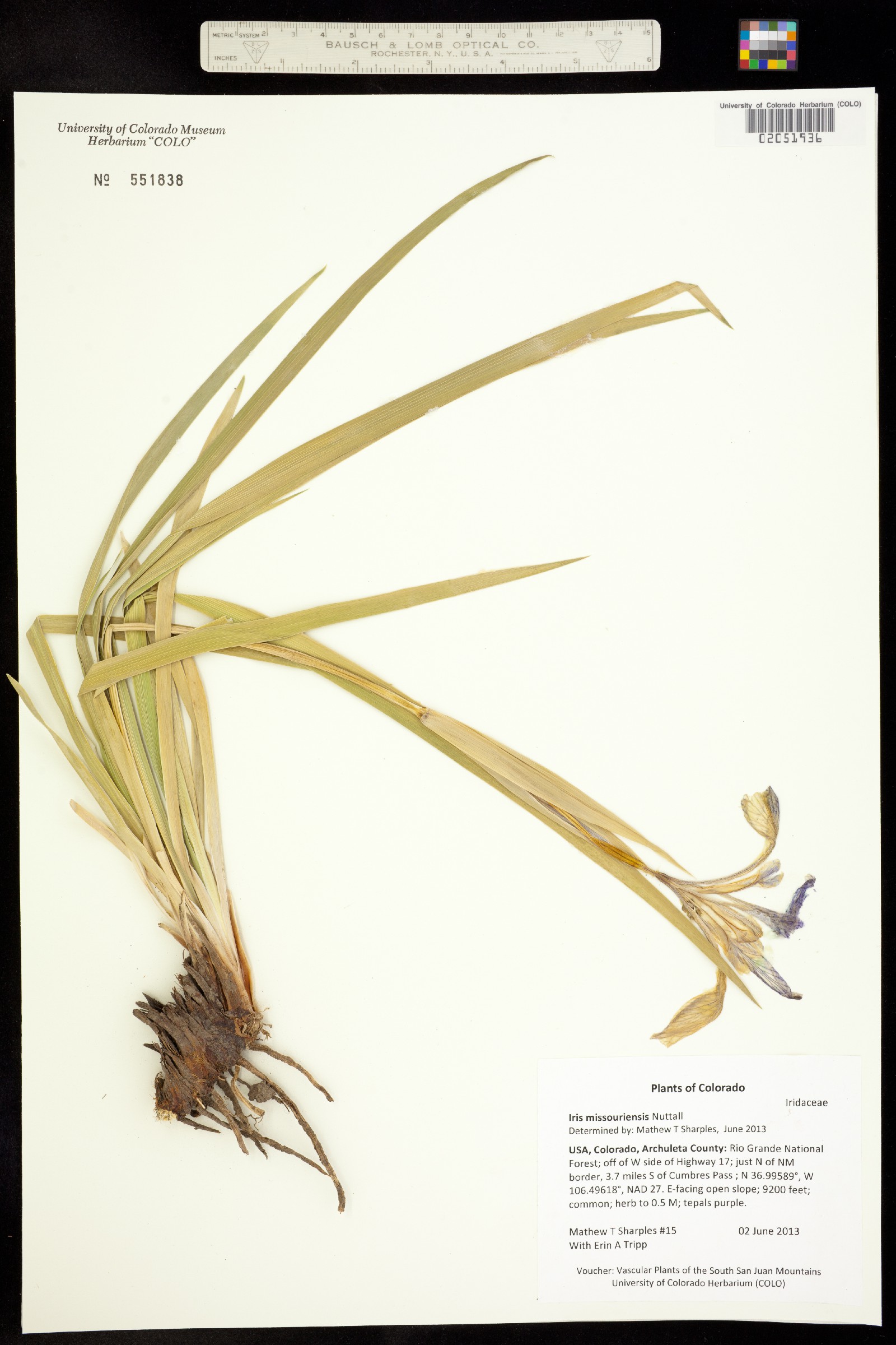 Iris missouriensis image