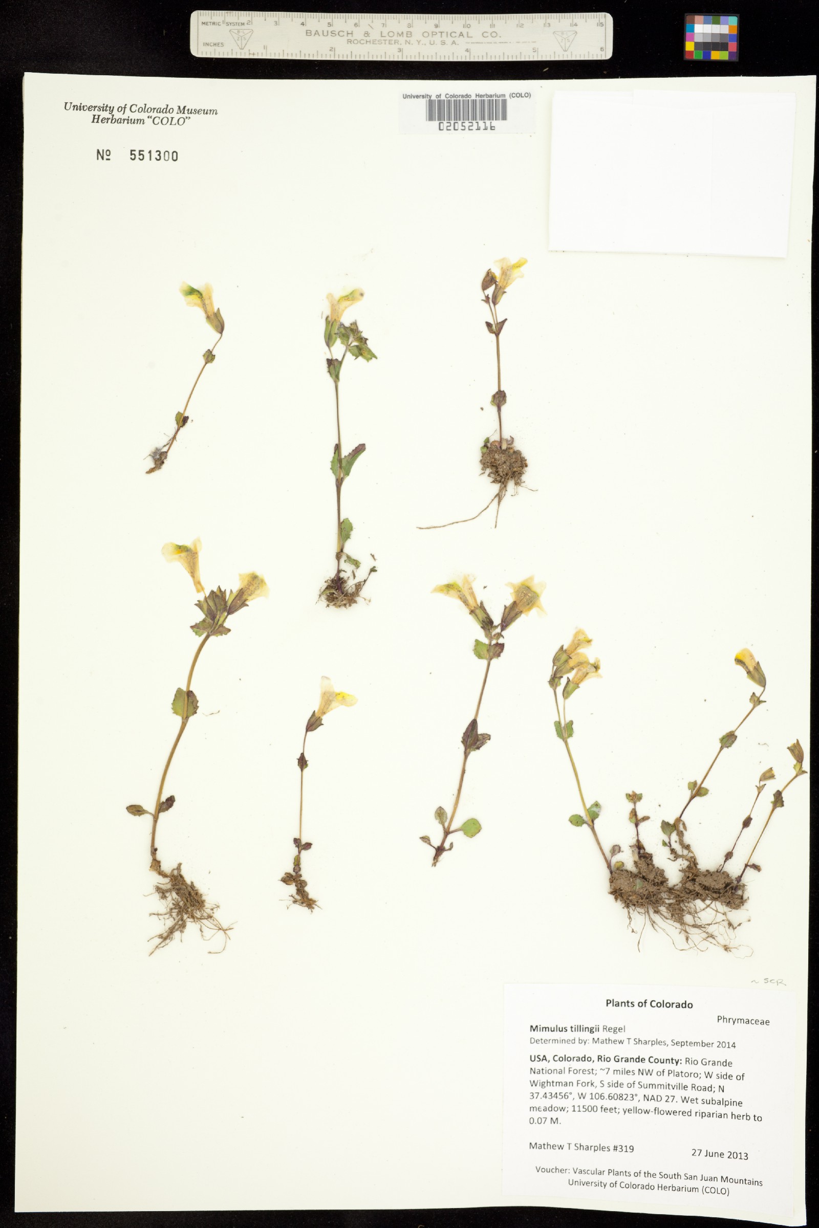Mimulus tilingii image