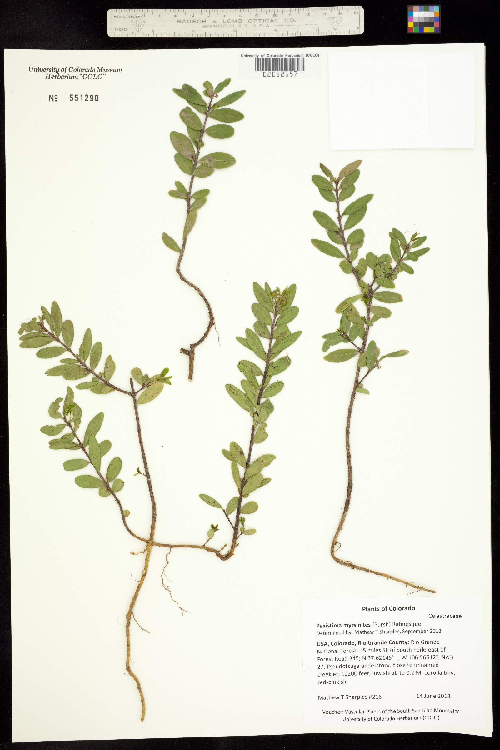 Paxistima myrsinites image