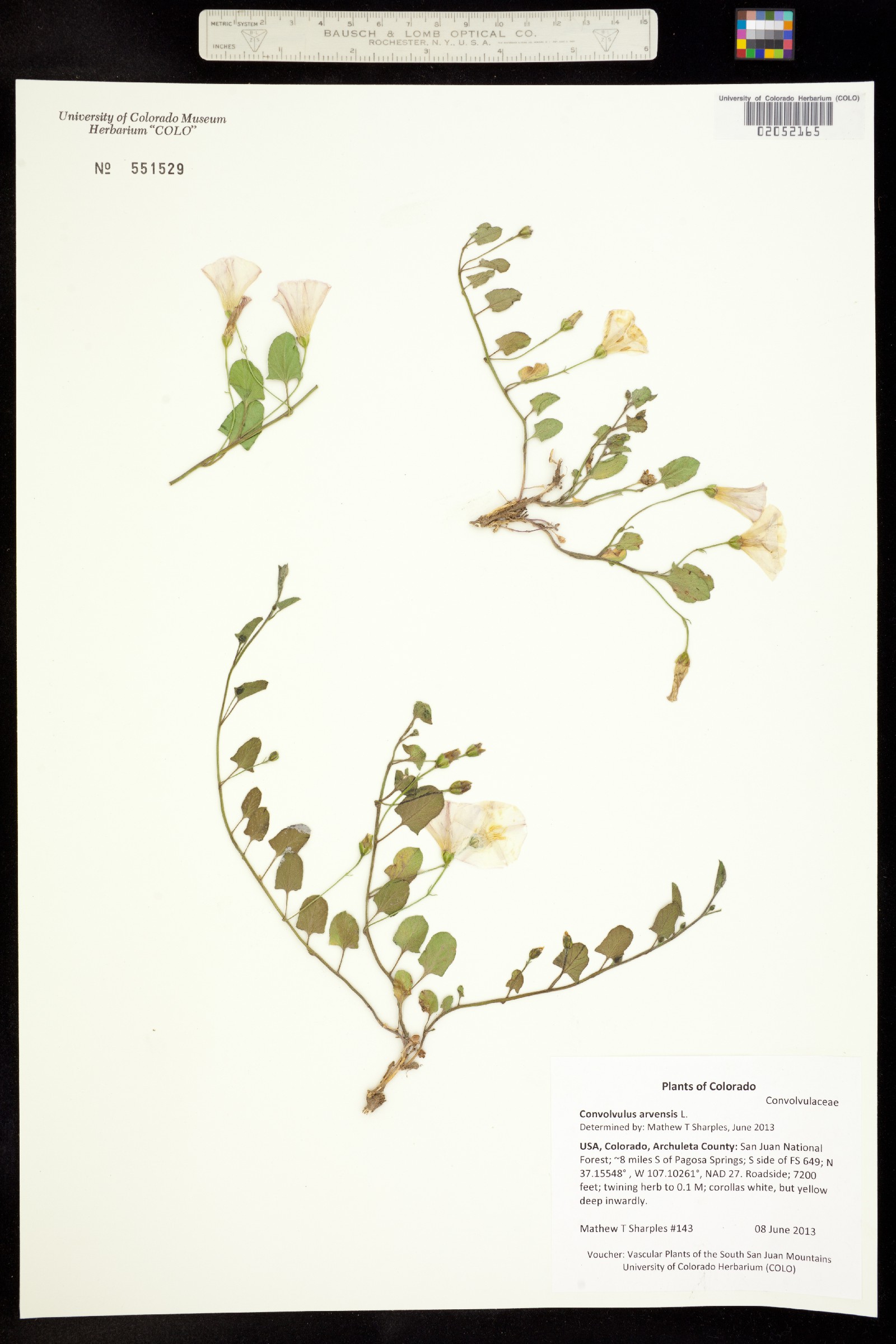 Convolvulus arvensis image
