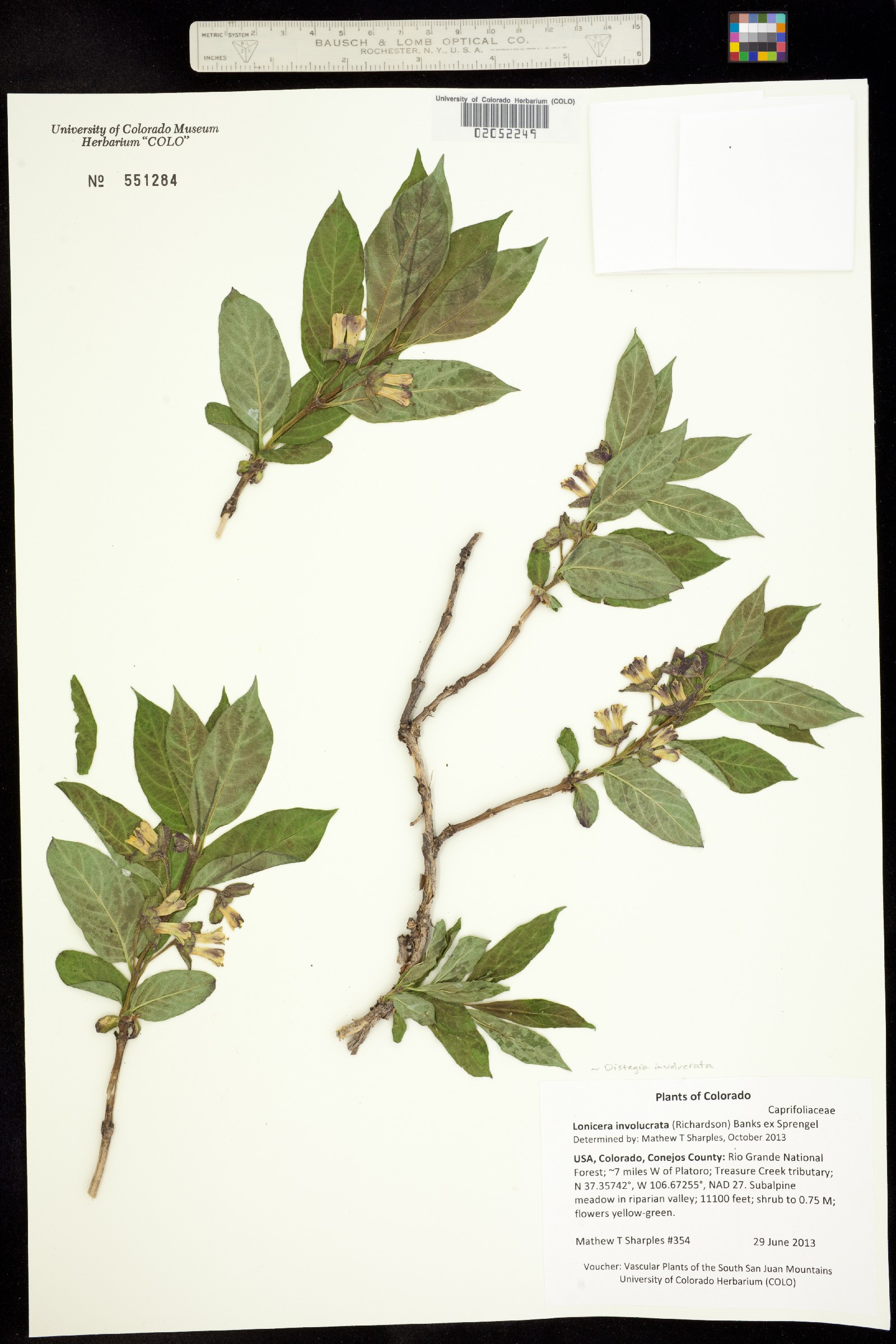 Lonicera involucrata var. involucrata image