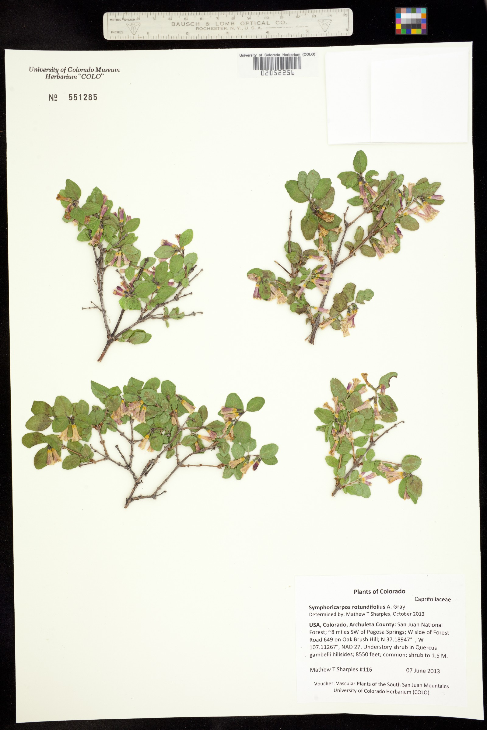 Symphoricarpos rotundifolius image