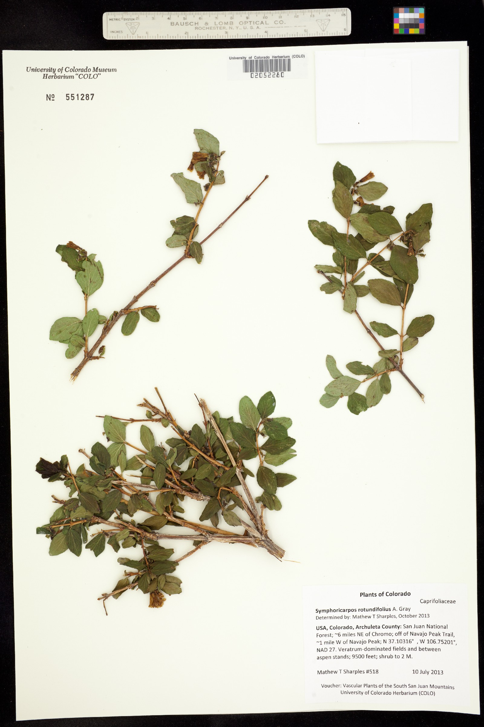 Symphoricarpos rotundifolius image