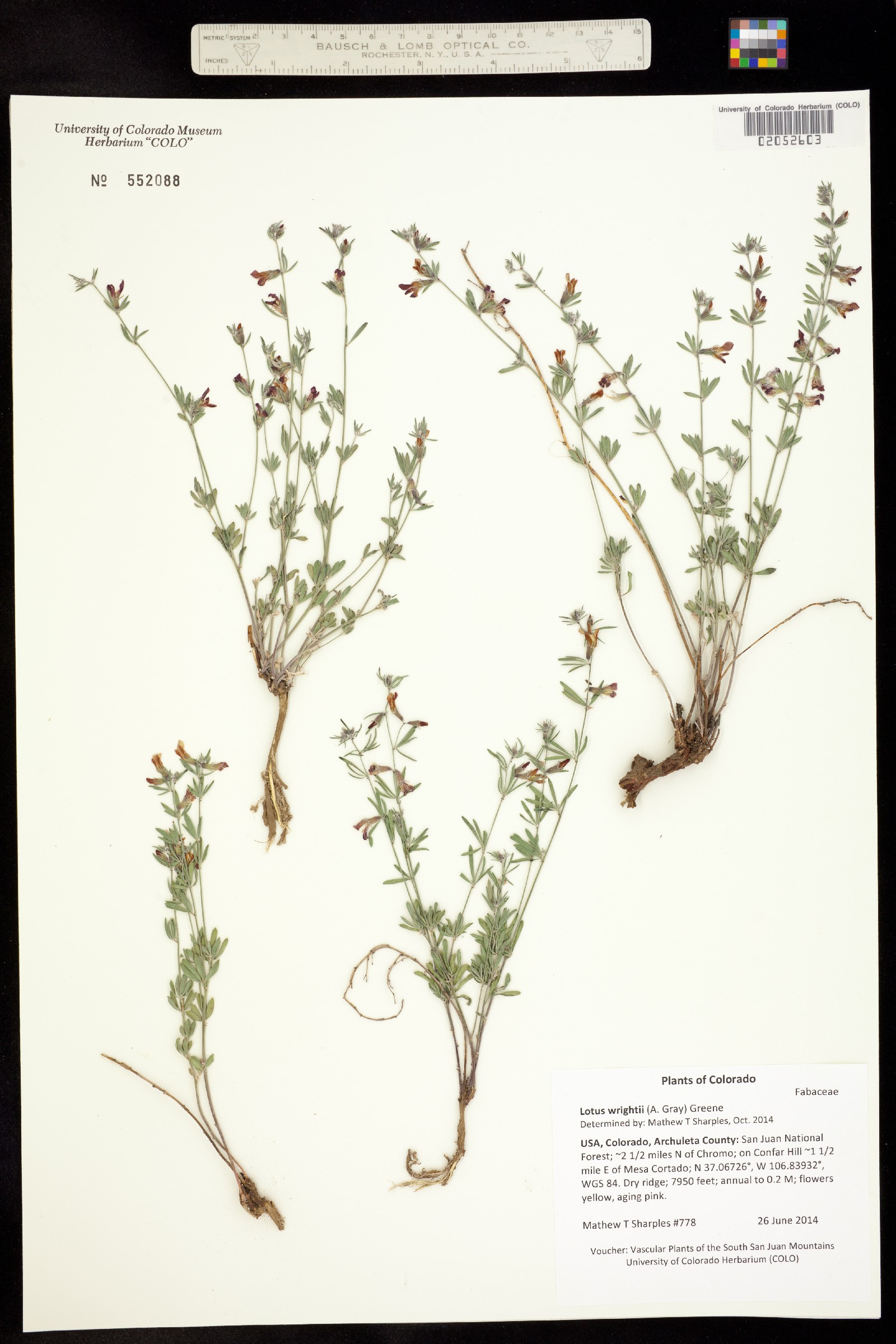 Acmispon wrightii image