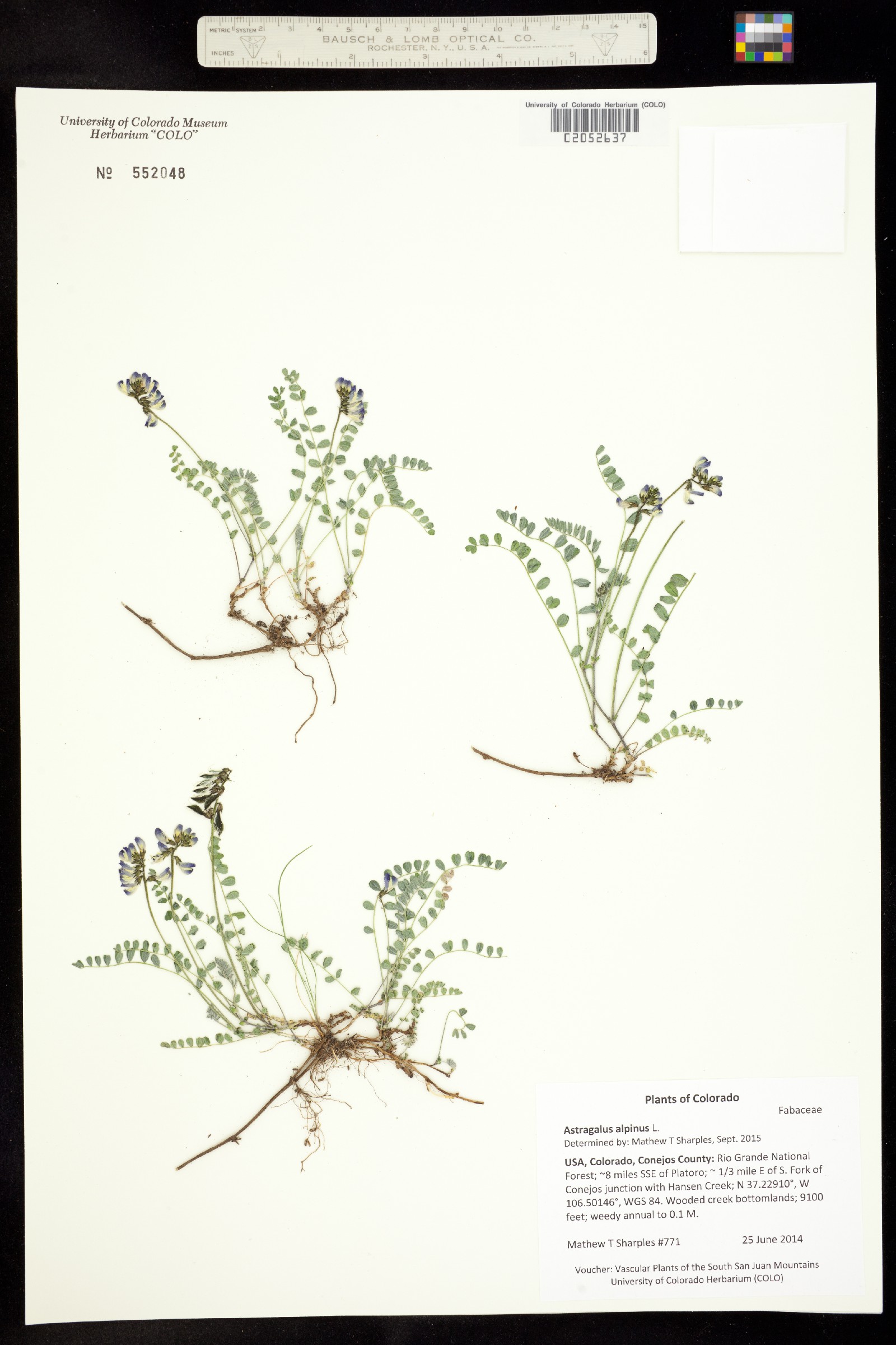 Astragalus alpinus image