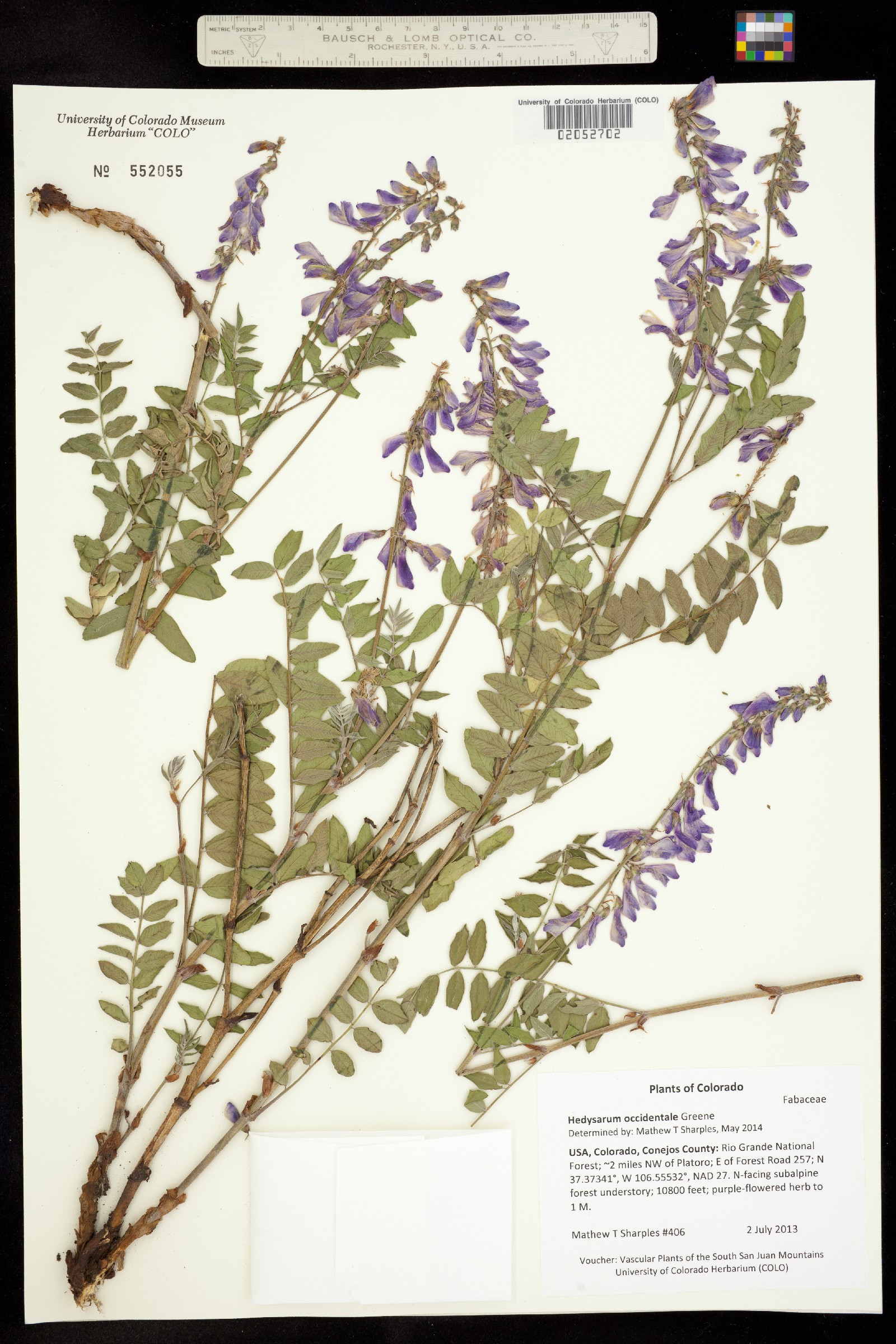 Hedysarum occidentale image
