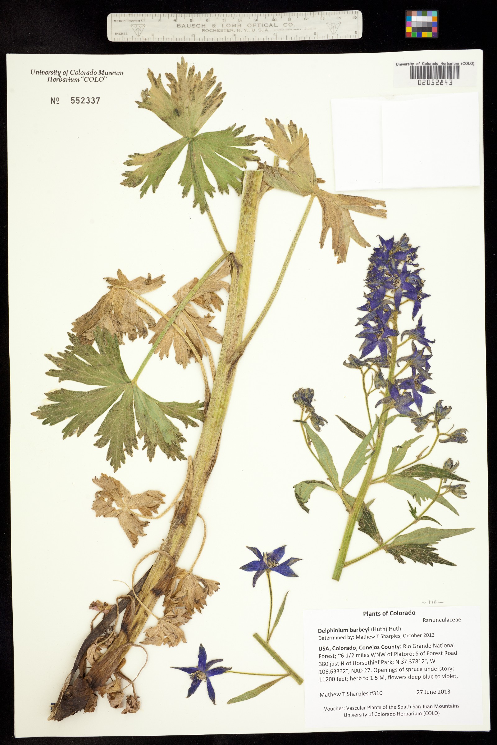 Delphinium barbeyi image