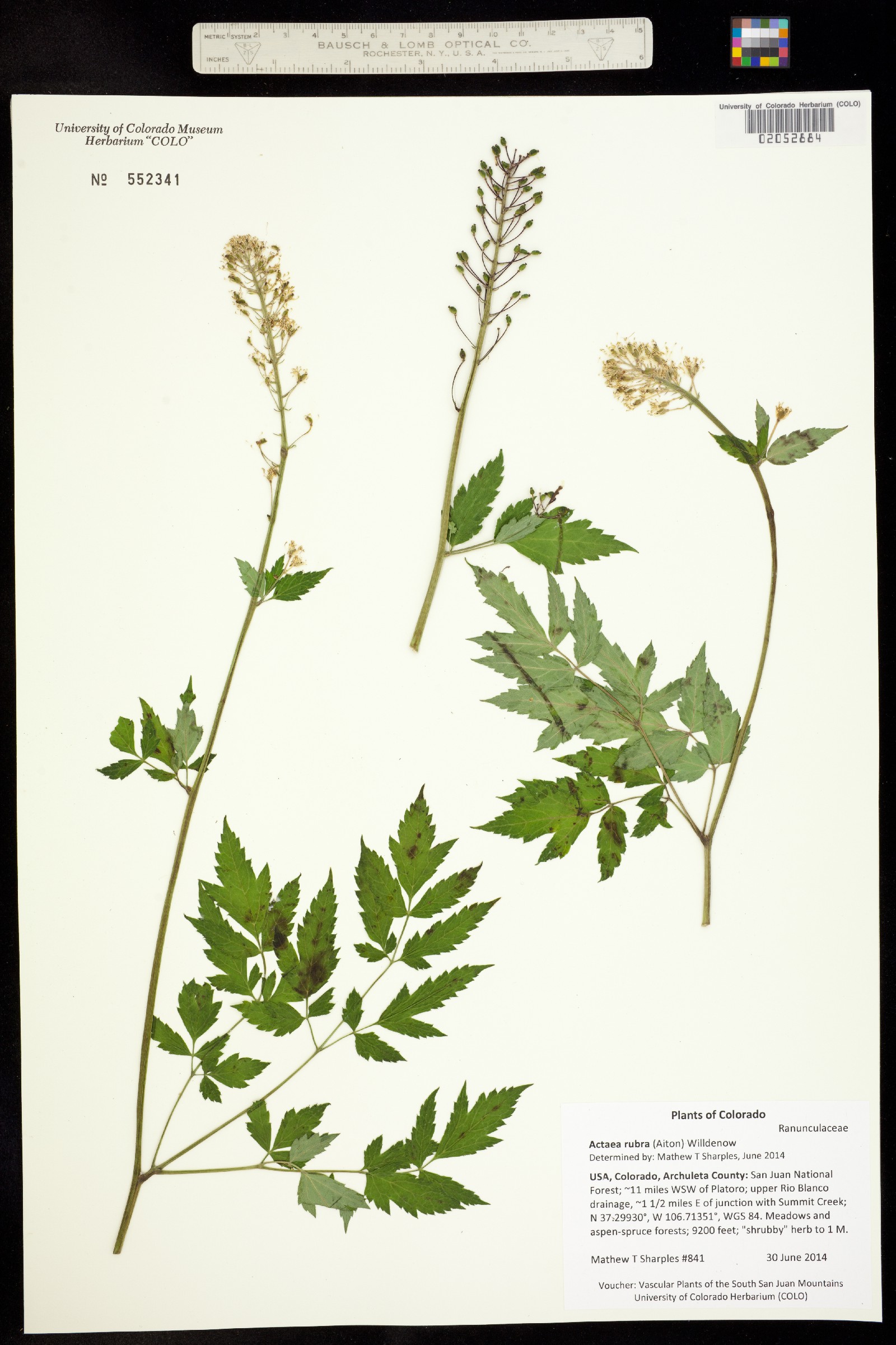 Actaea rubra image