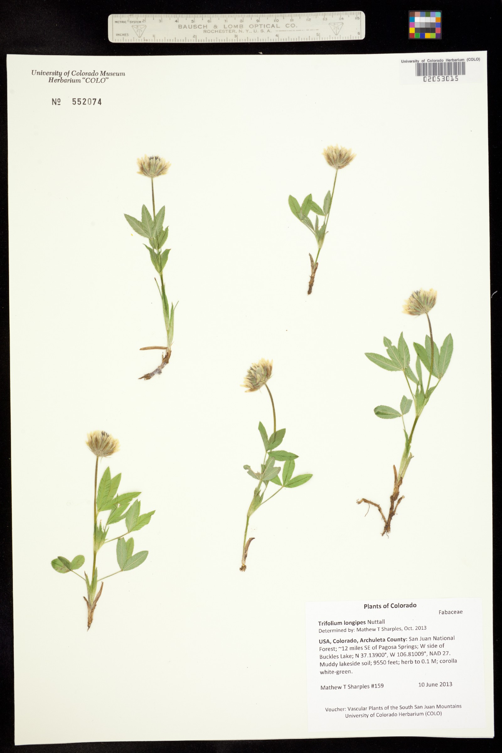 Trifolium longipes image