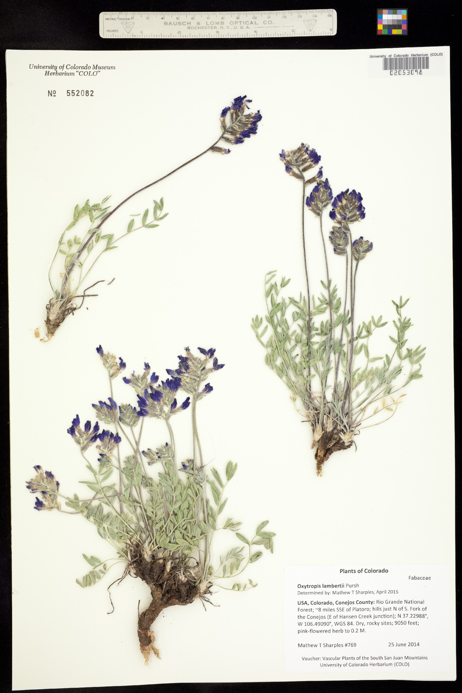 Oxytropis lambertii image