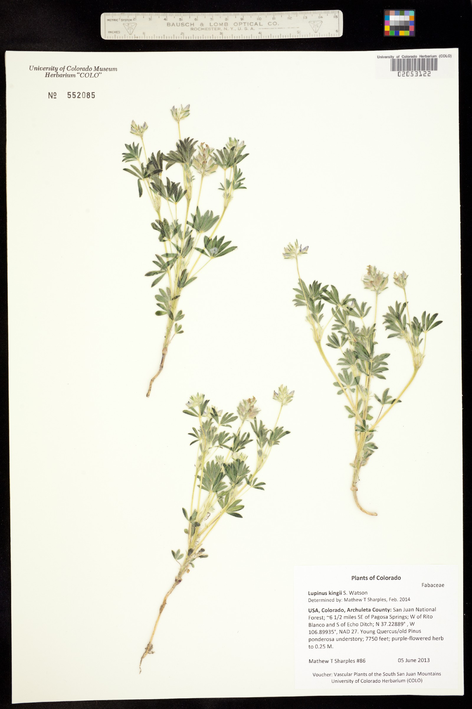 Lupinus kingii image