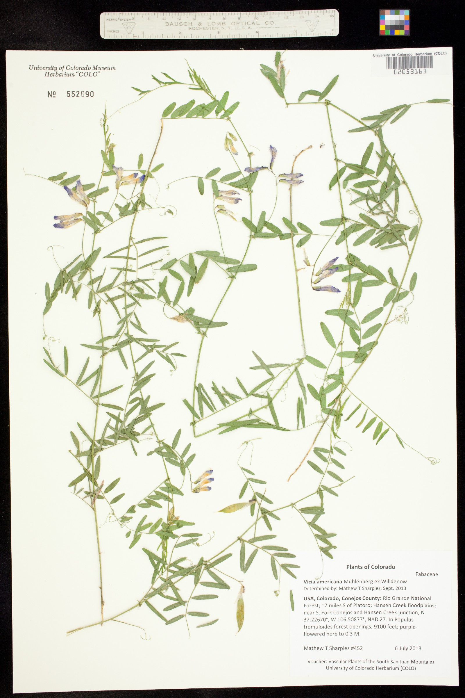 Vicia americana image