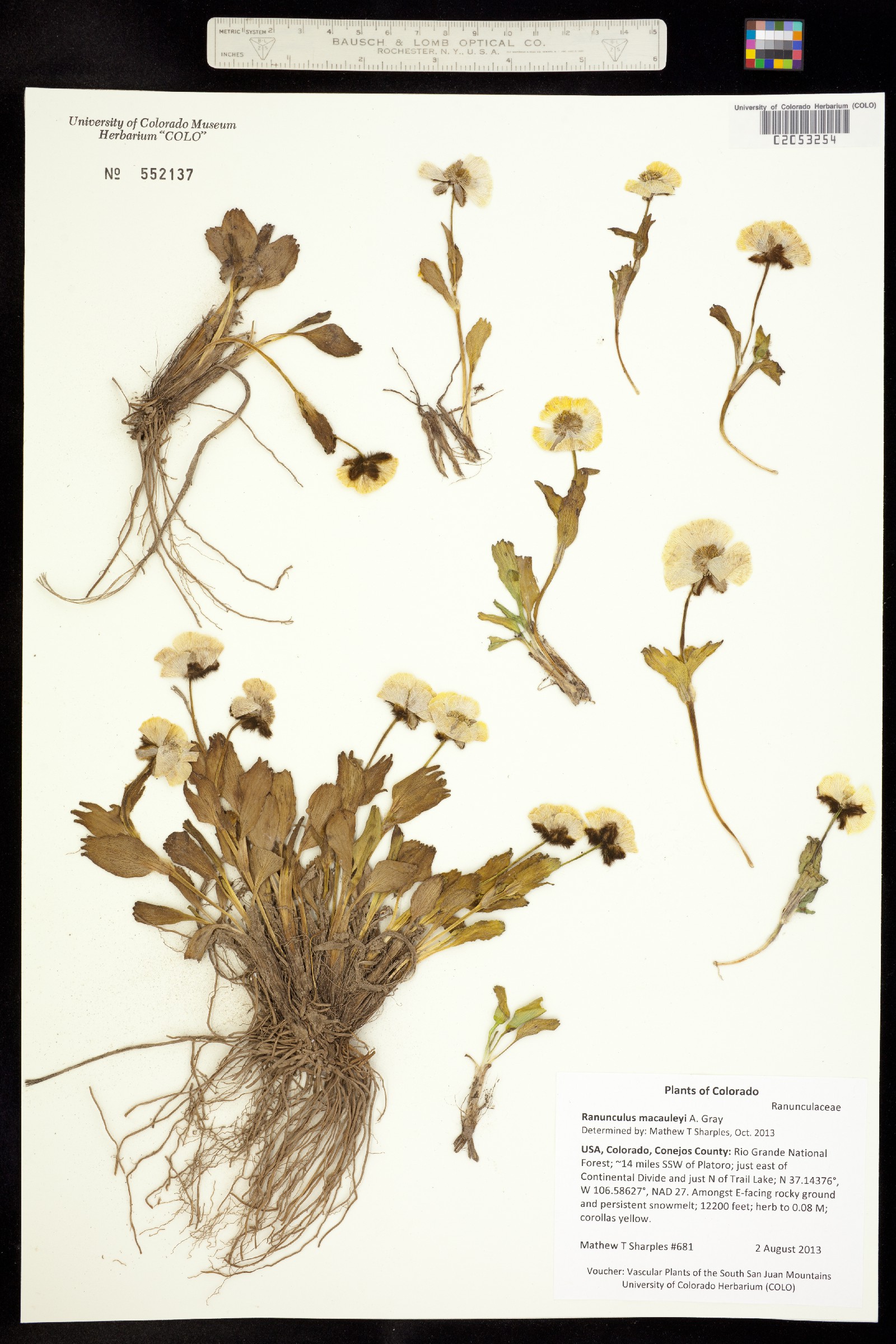 Ranunculus macauleyi image
