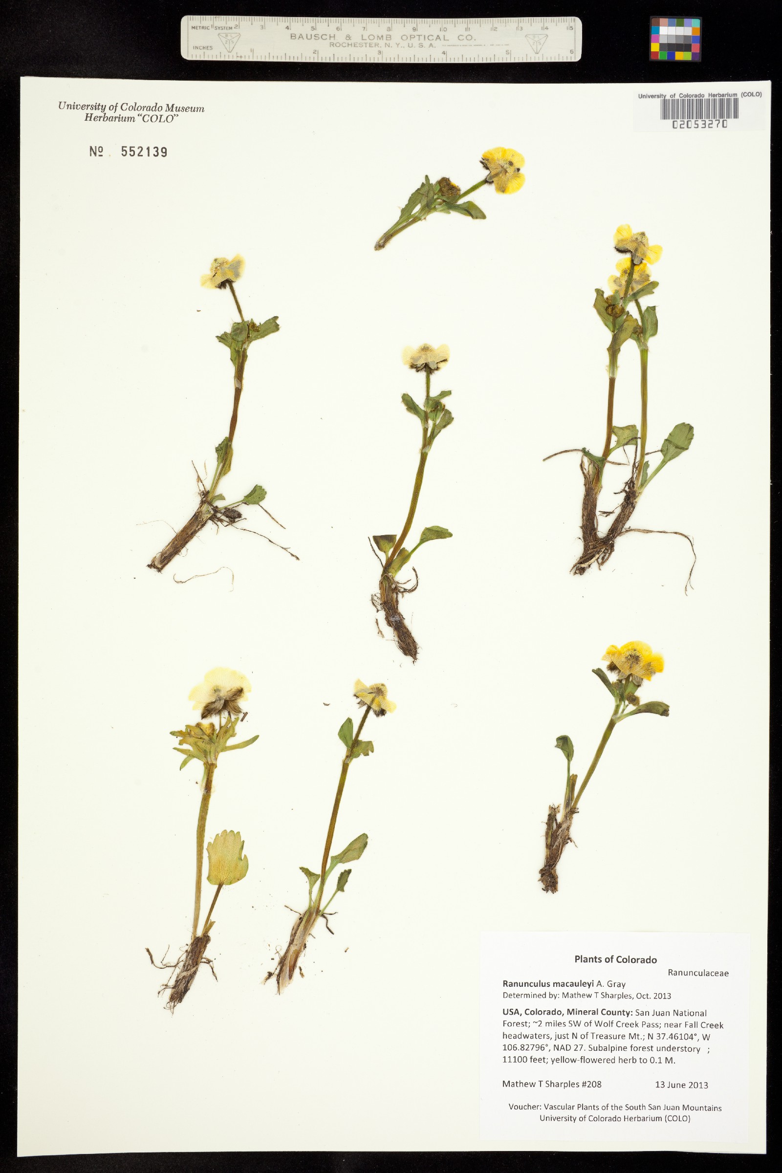 Ranunculus macauleyi image