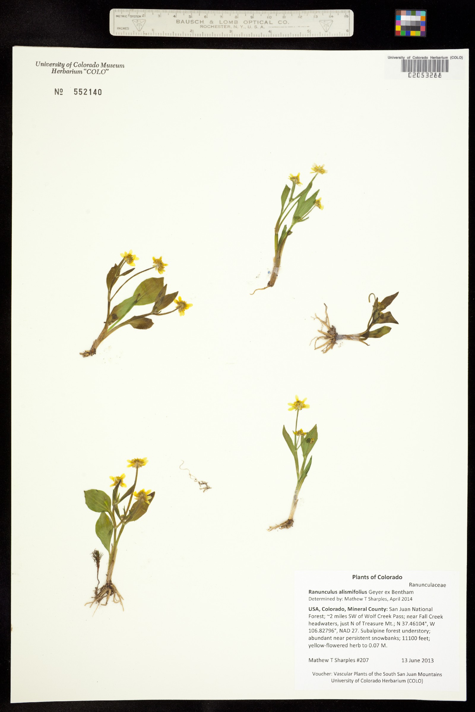 Ranunculus alismifolius image