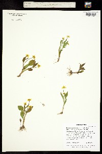 Image of Ranunculus alismifolius