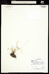 Image of Ranunculus reptans