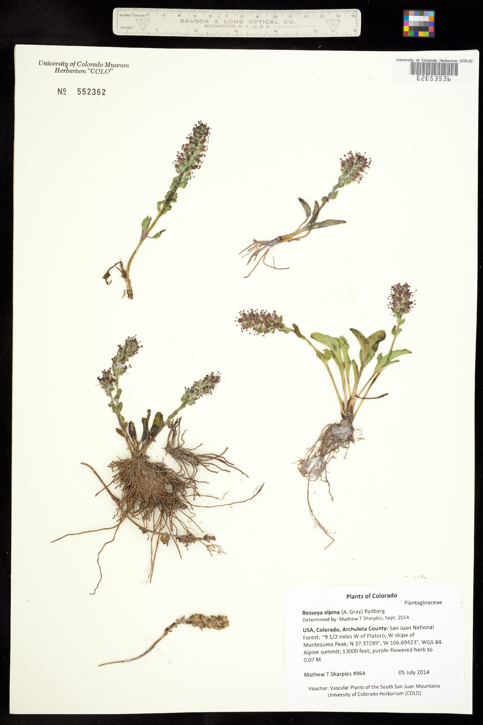 Synthyris alpina image