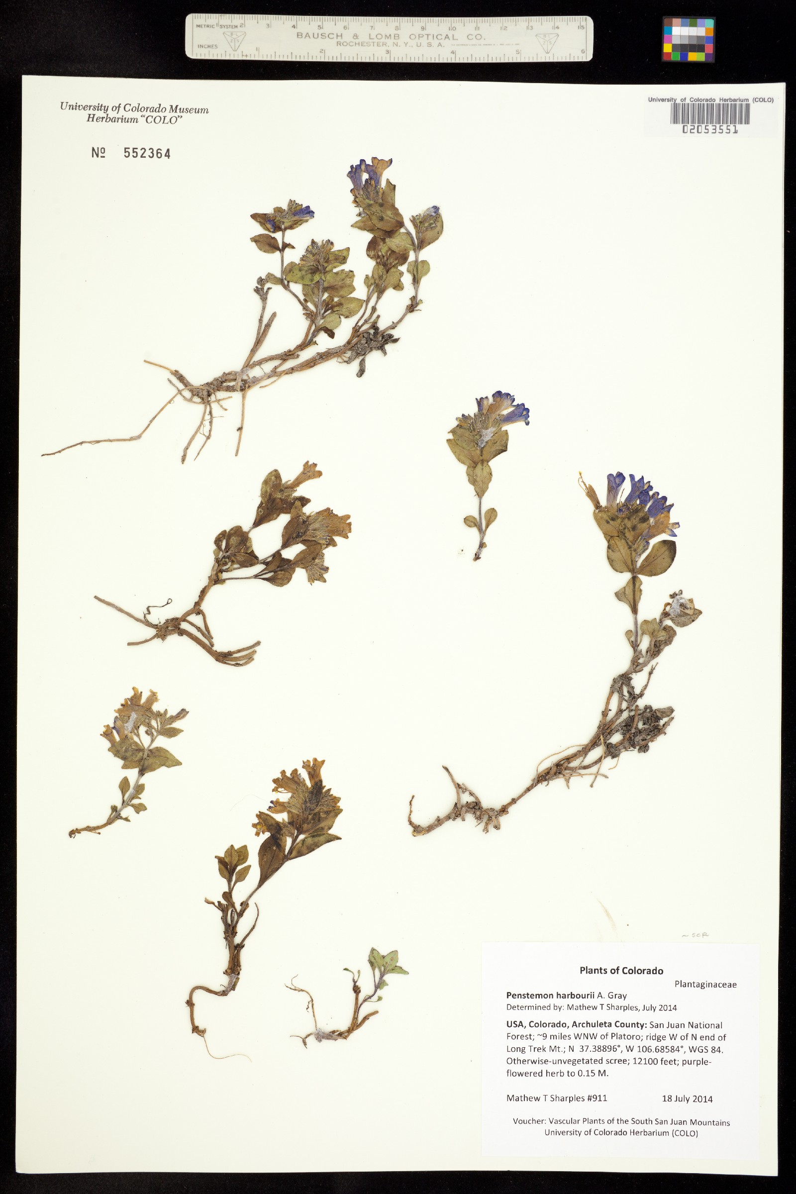 Penstemon harbourii image