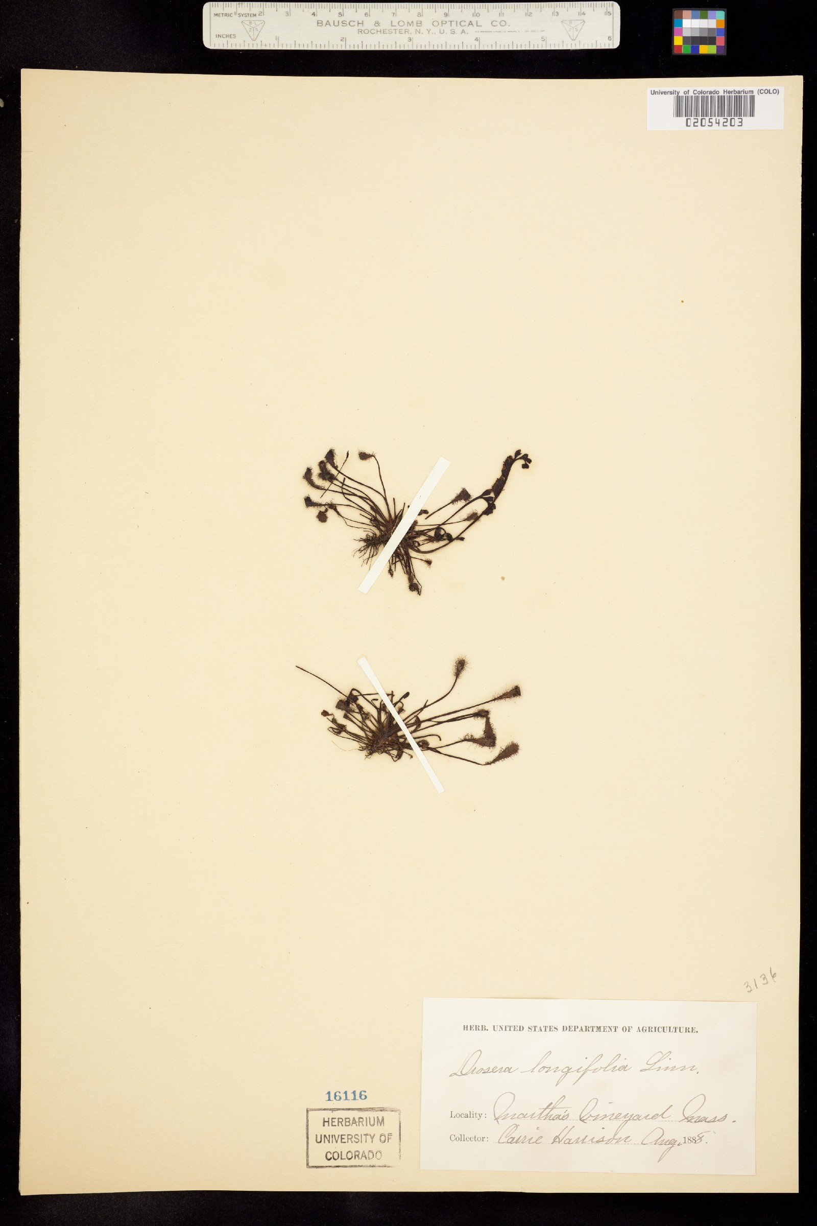 Drosera anglica image