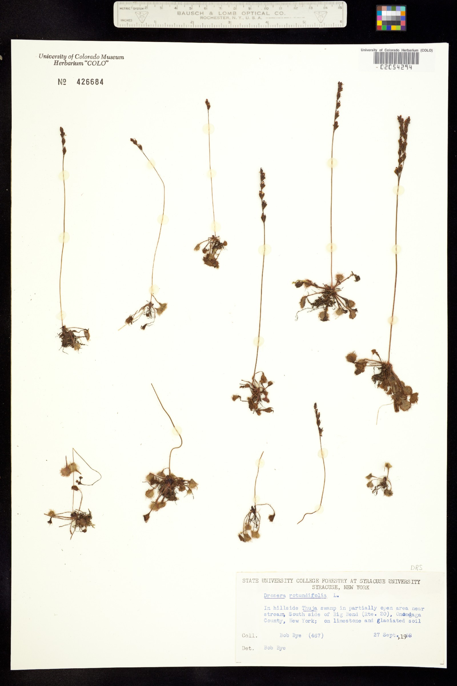 Drosera rotundifolia image
