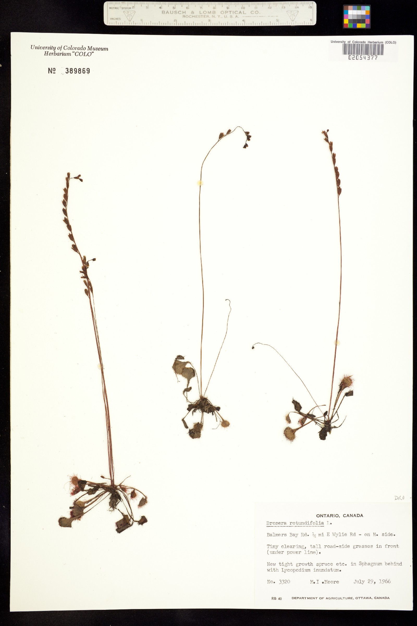Drosera rotundifolia image