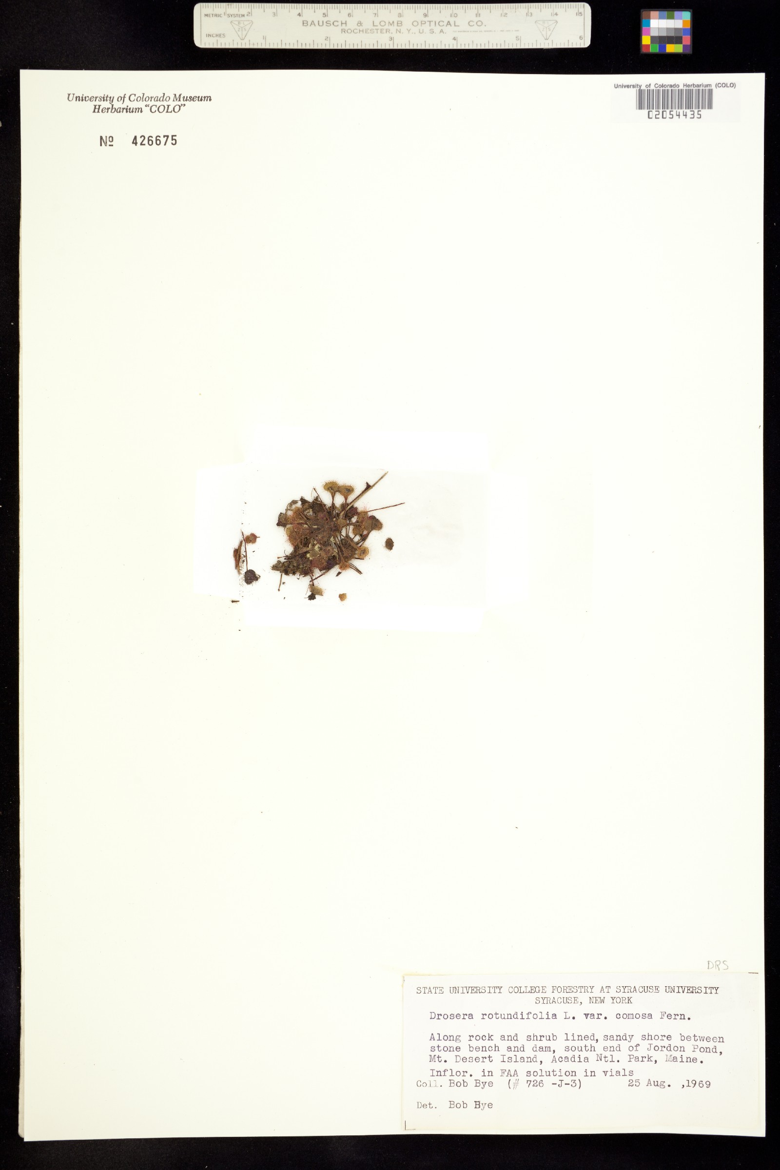 Drosera rotundifolia image