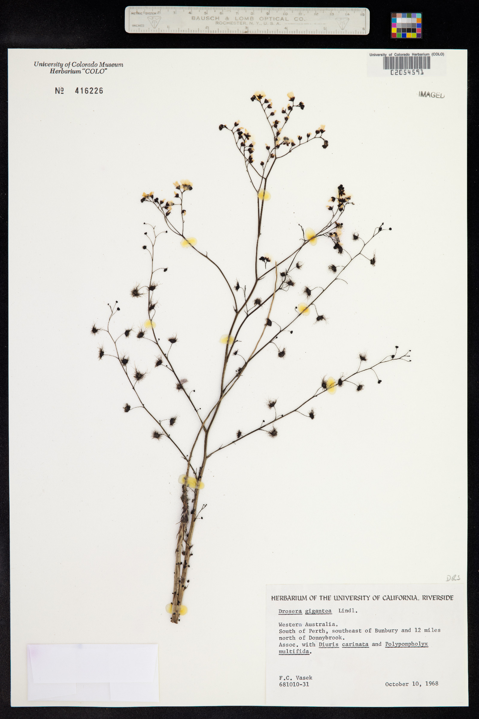 Drosera gigantea image