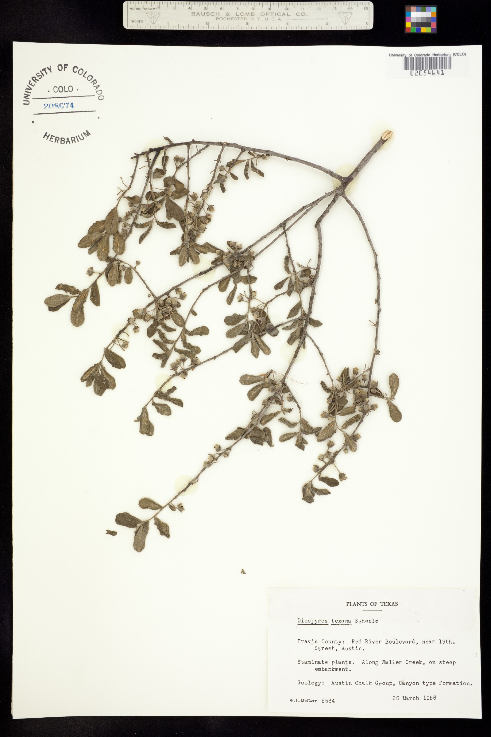 Diospyros texana image