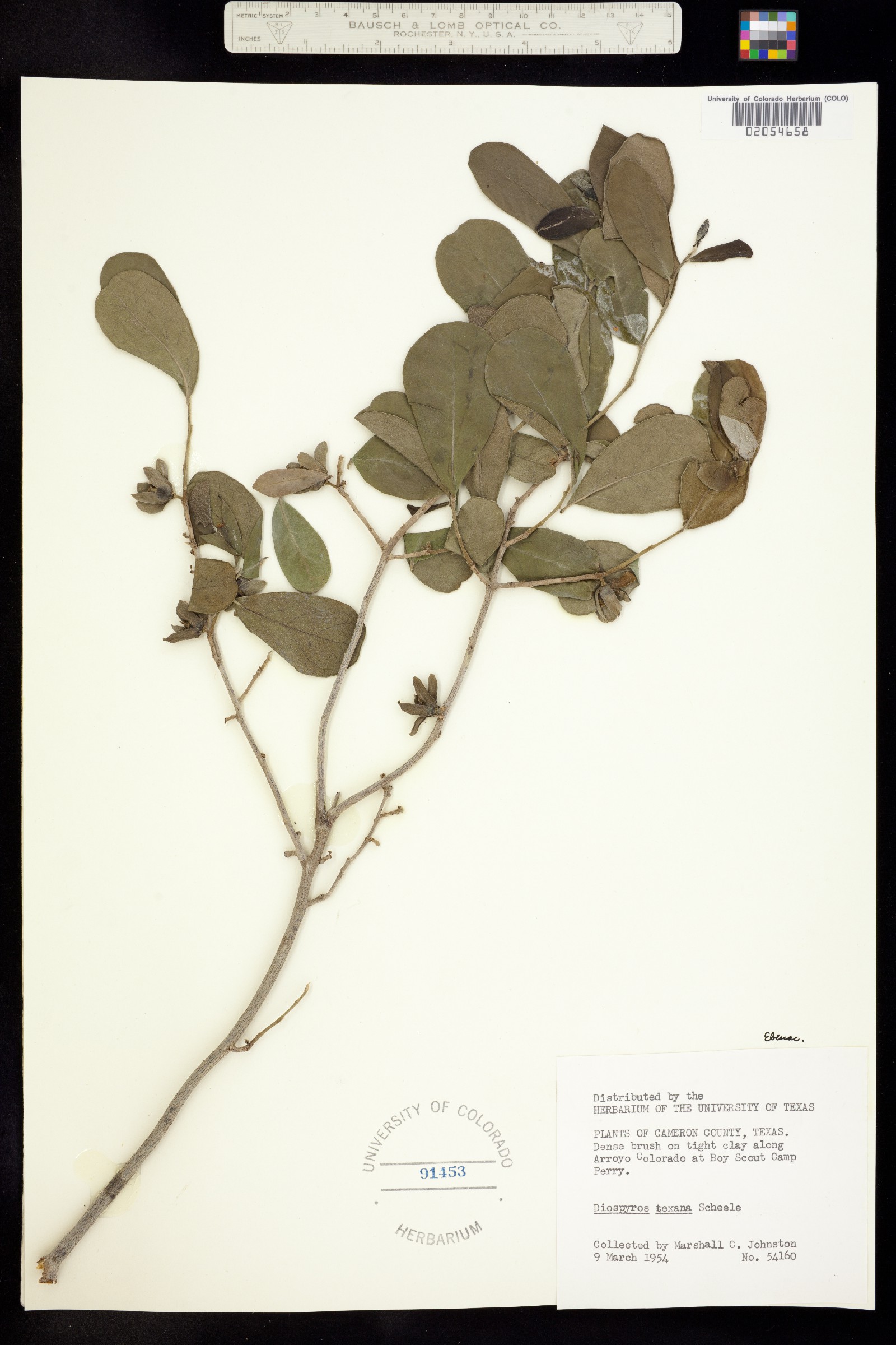 Diospyros texana image