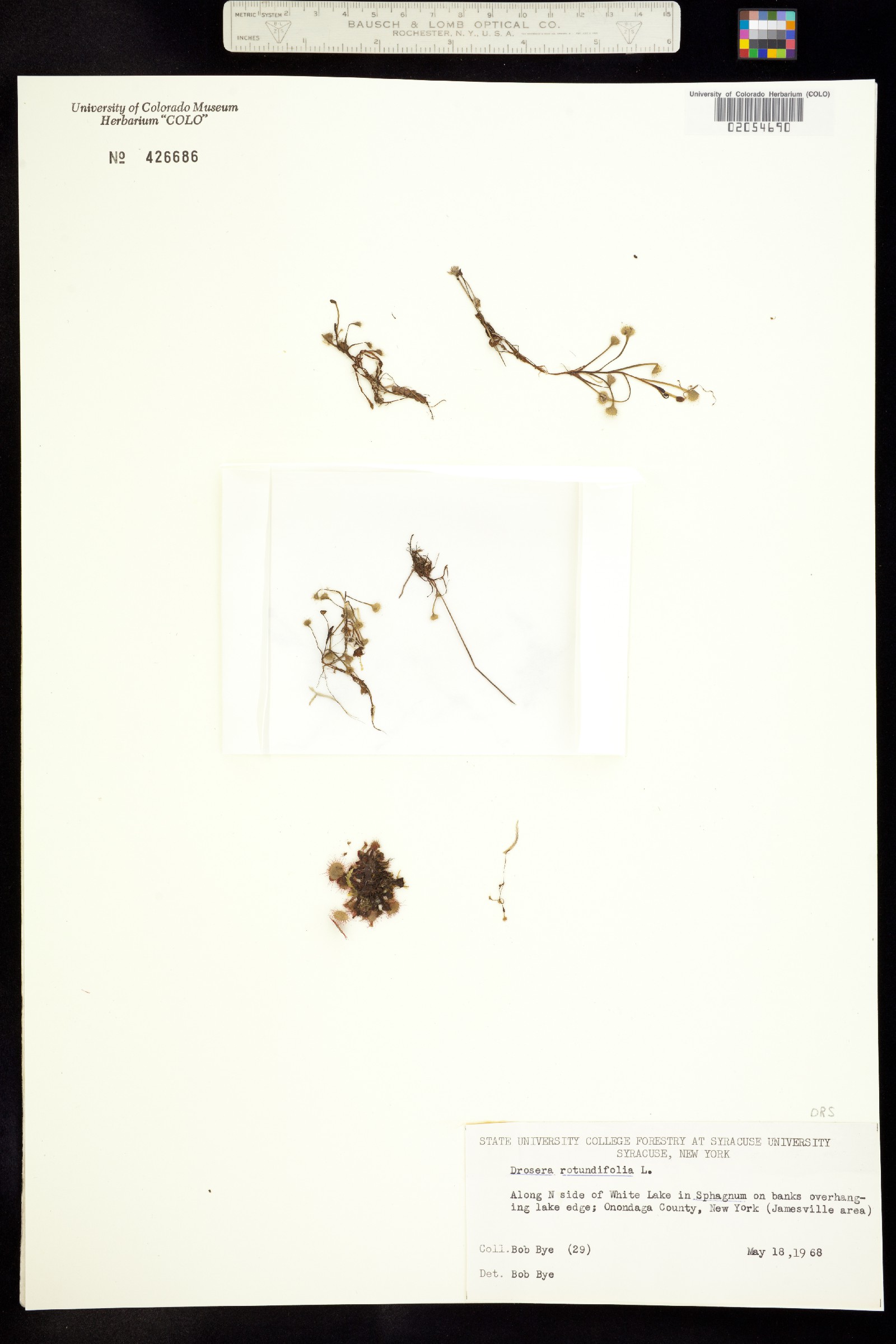 Drosera rotundifolia image