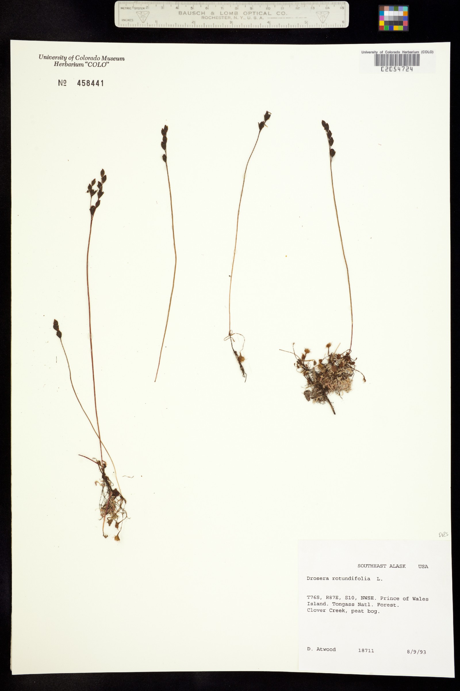 Drosera image
