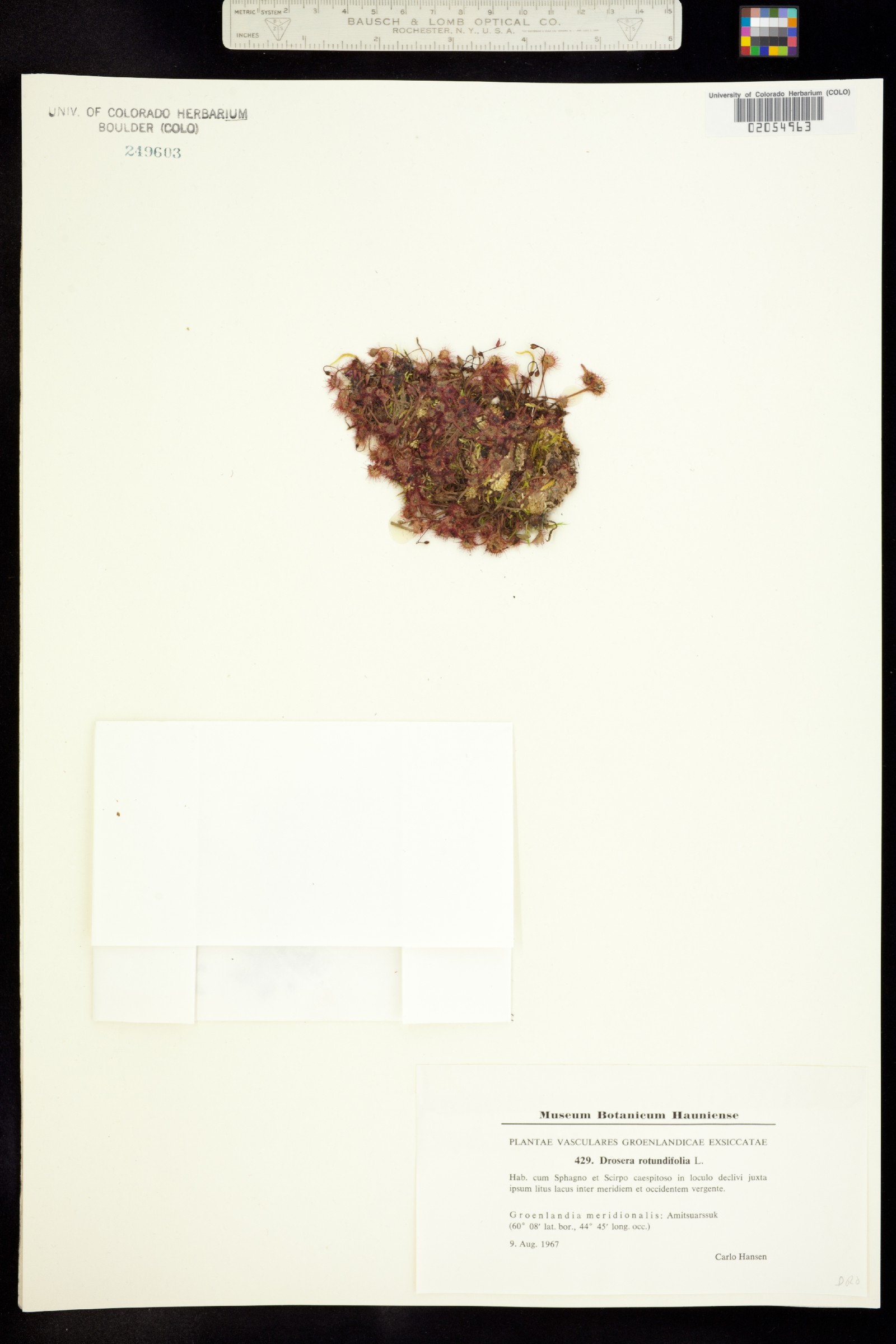 Drosera rotundifolia image
