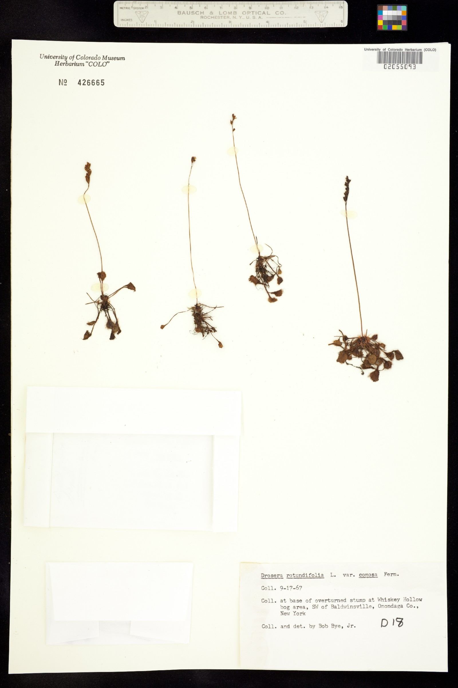 Drosera rotundifolia image