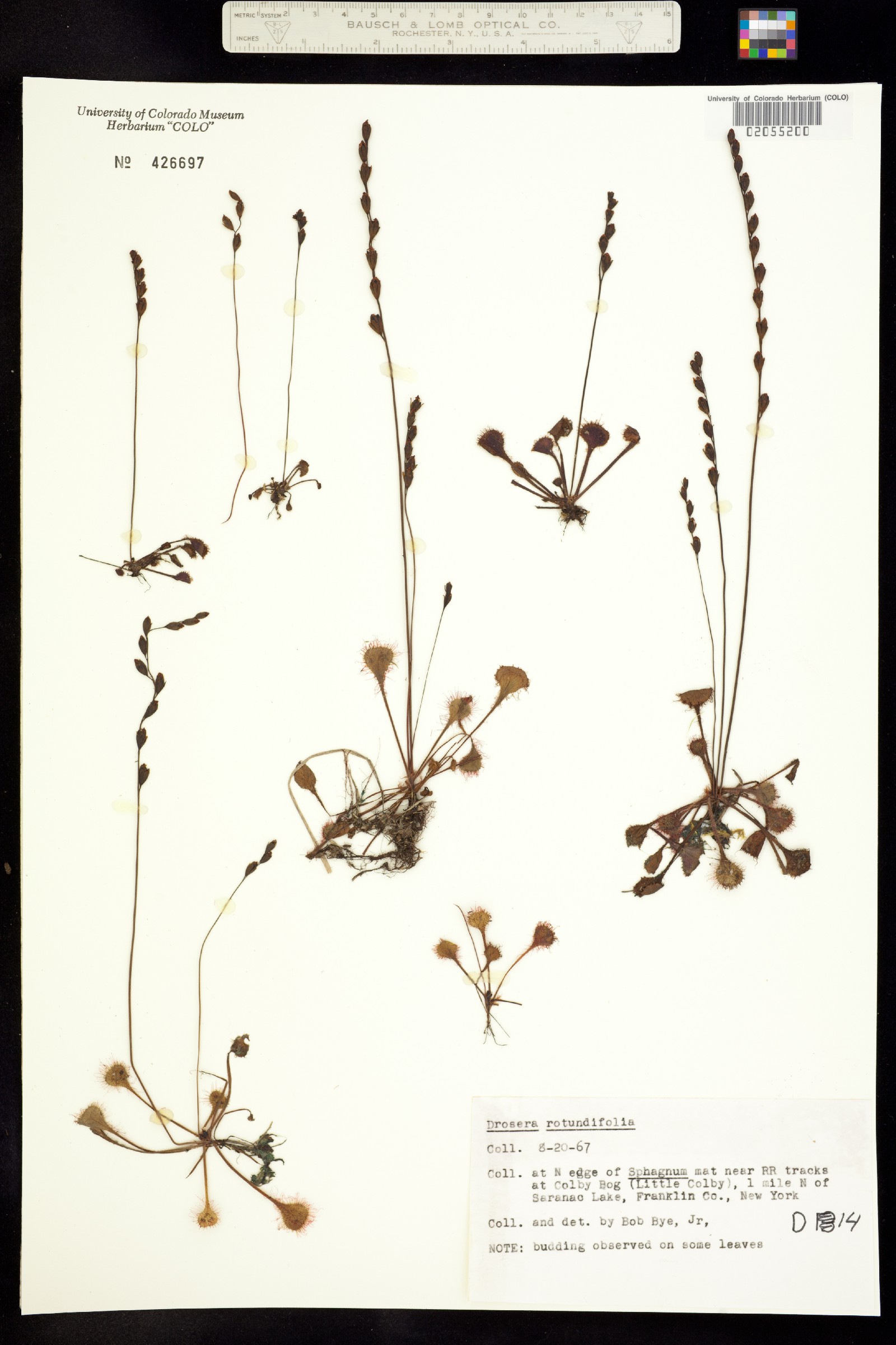 Drosera rotundifolia image