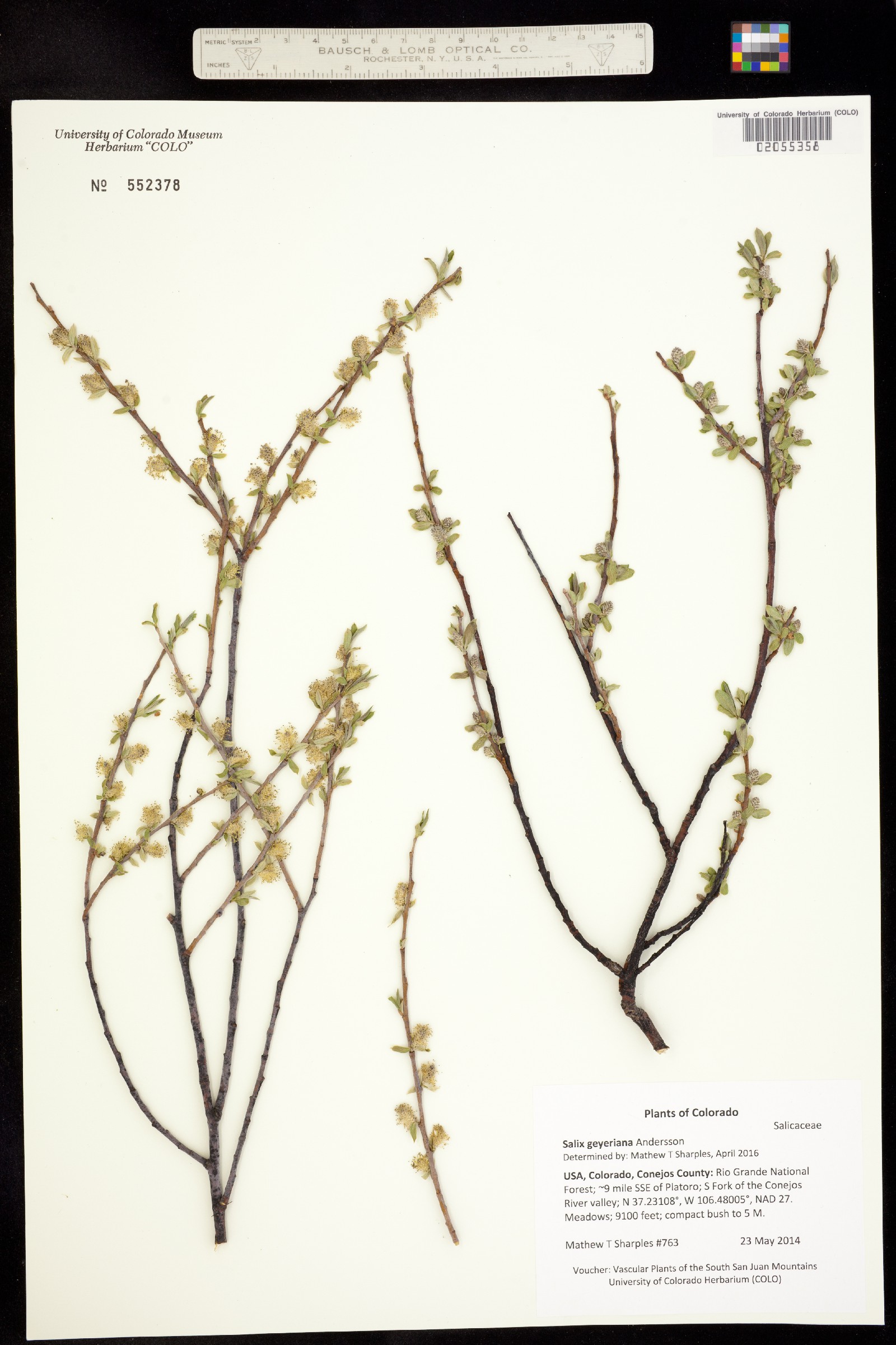 Salix geyeriana image