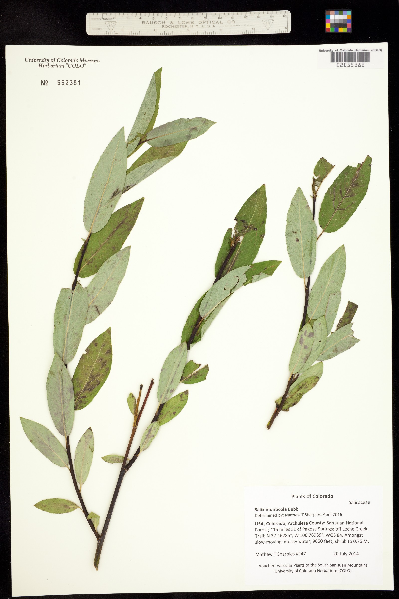 Salix monticola image