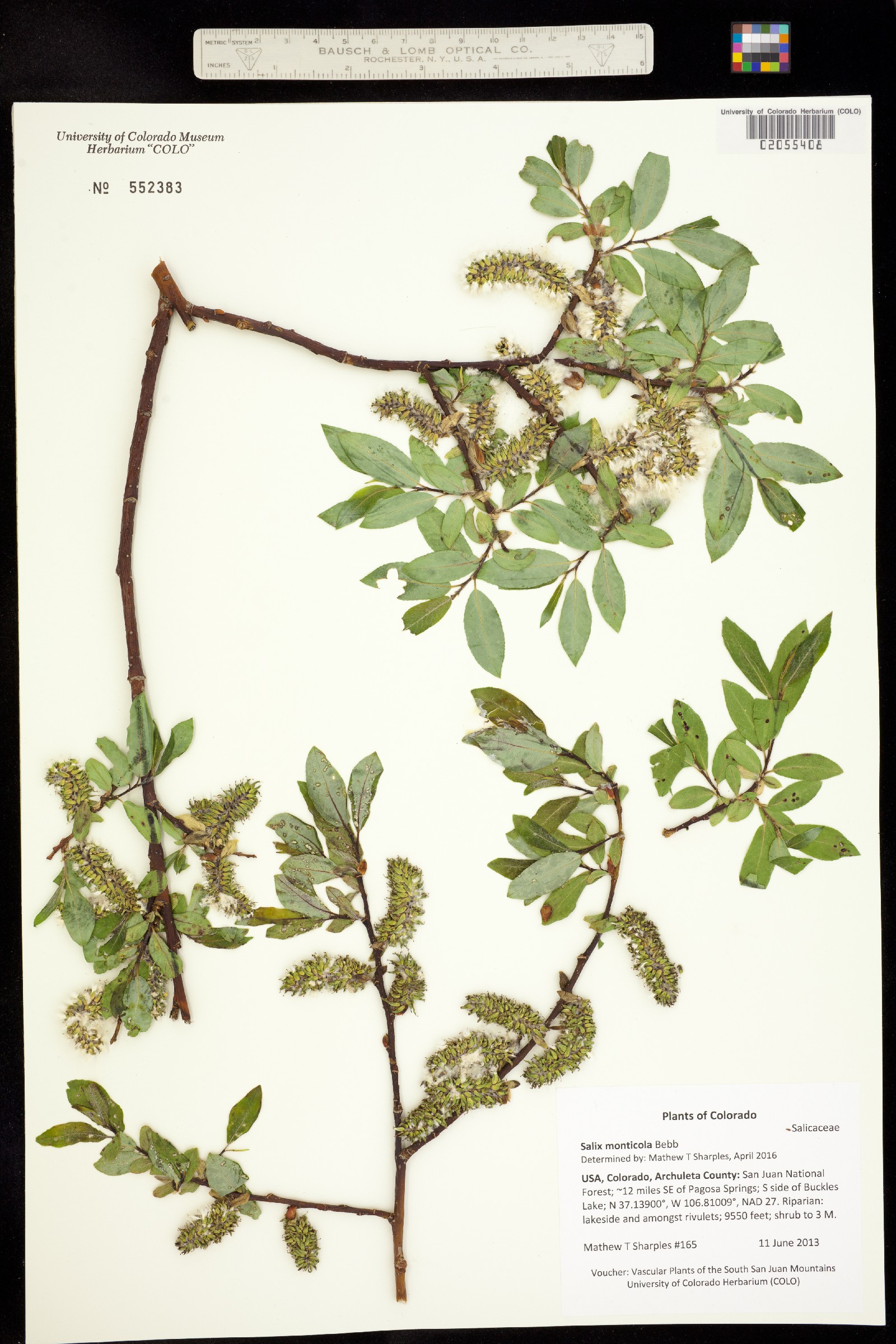 Salix monticola image