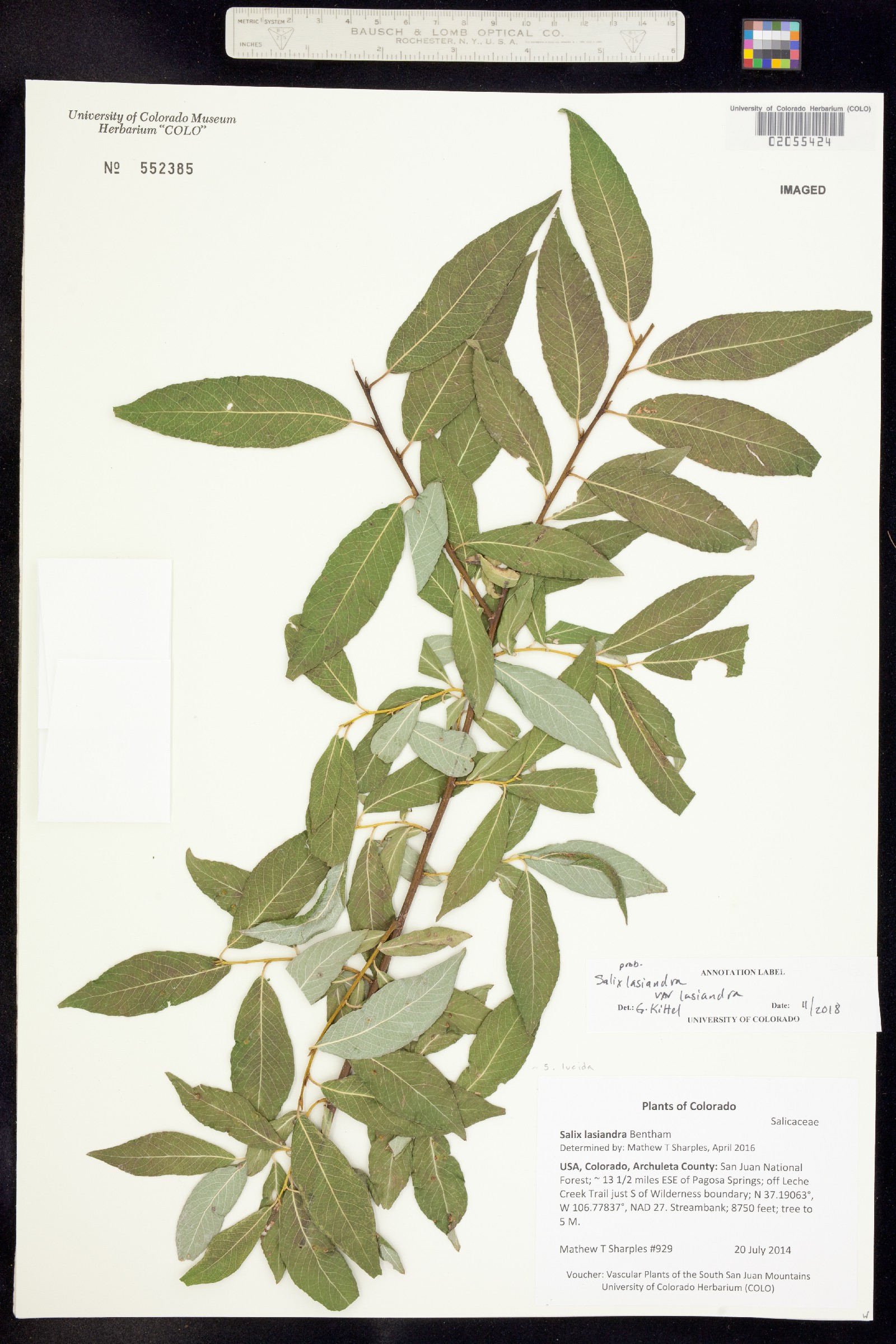 Salix lasiandra var. lasiandra image