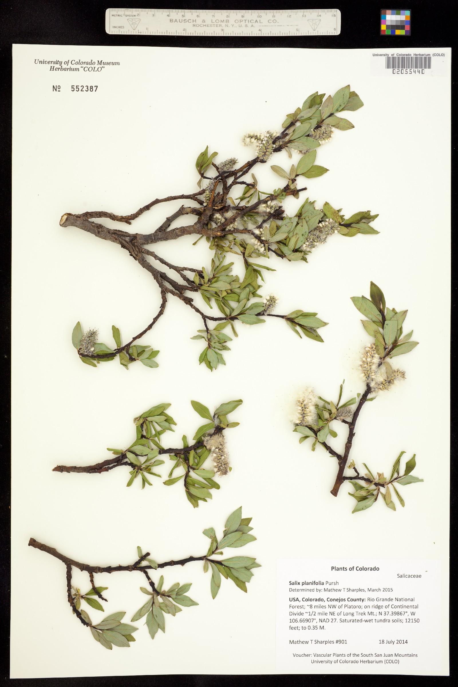 Salix planifolia image