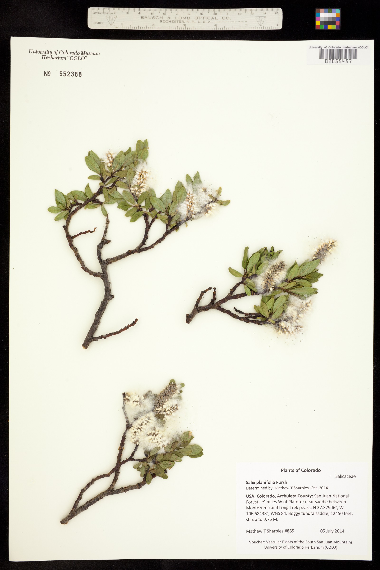 Salix planifolia image