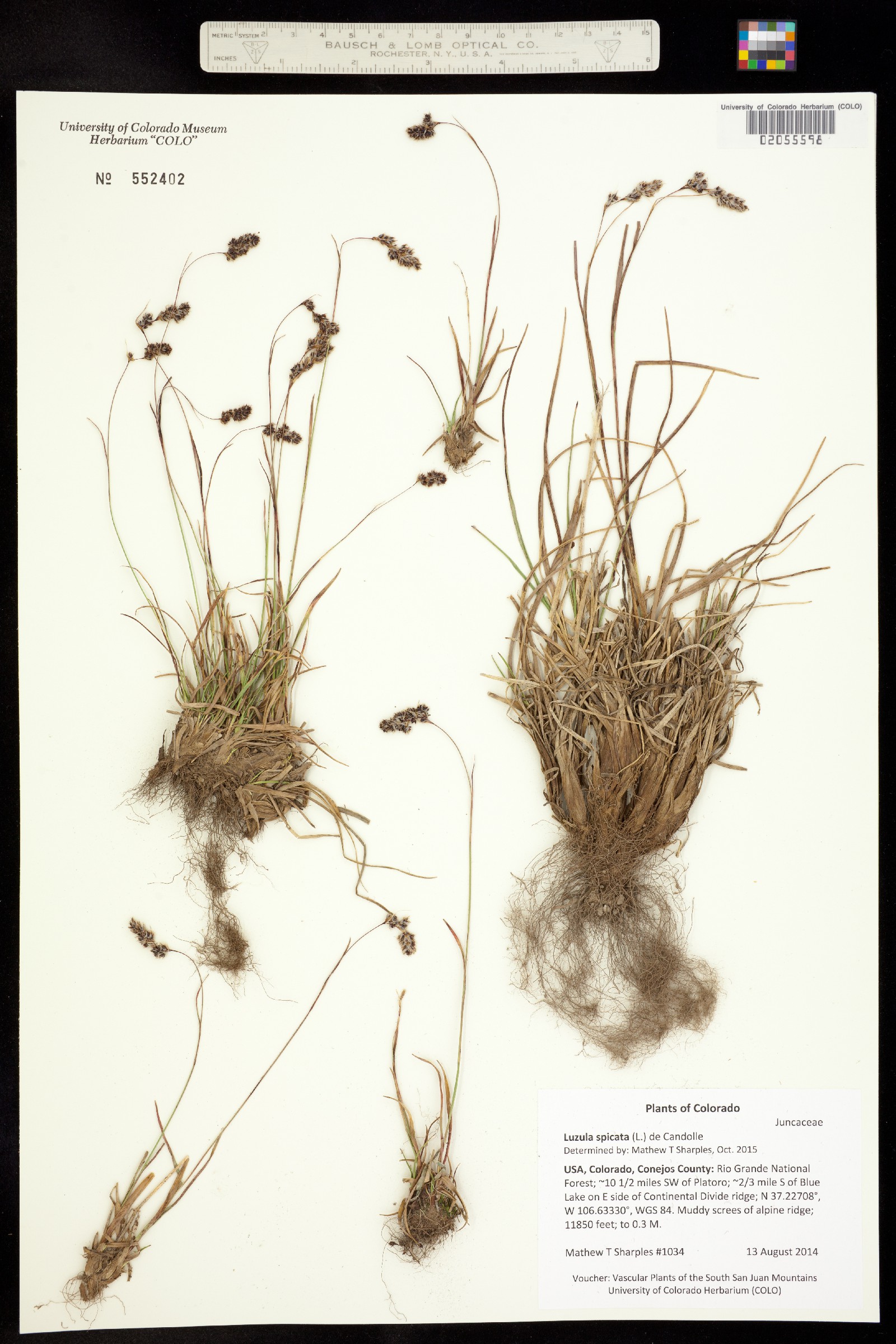 Luzula spicata image