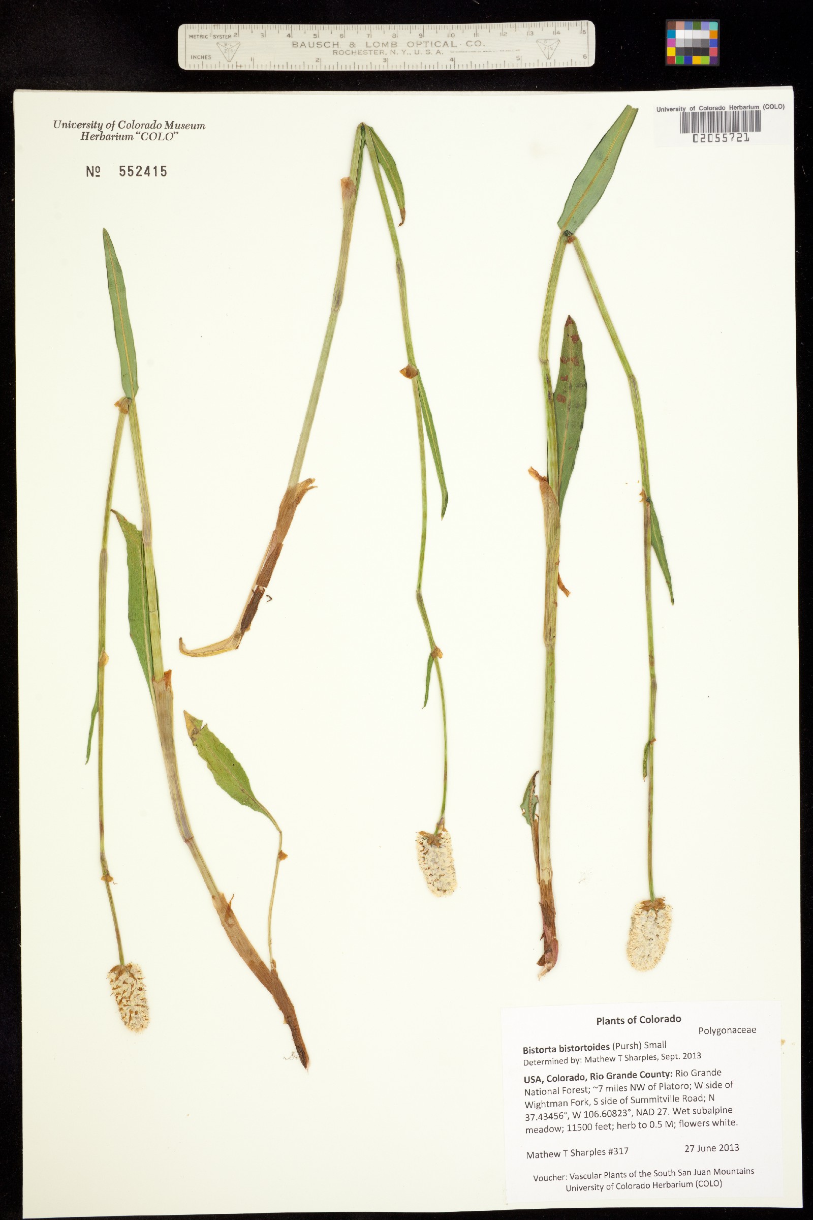 Bistorta bistortoides image