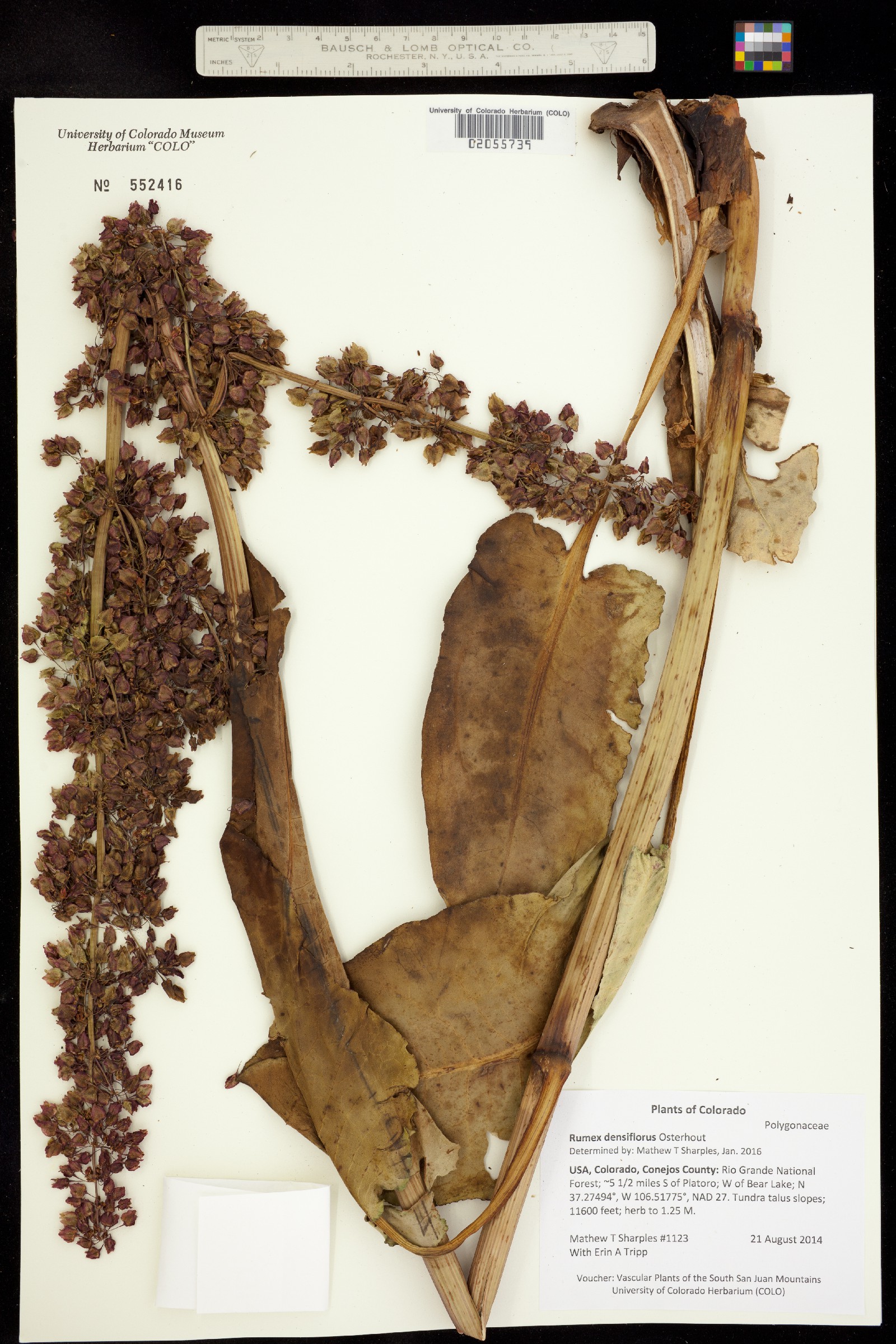Rumex densiflorus image