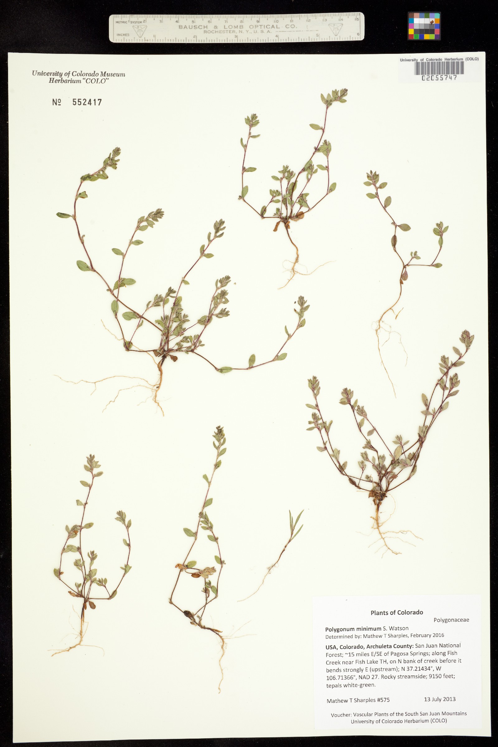 Polygonum minimum image
