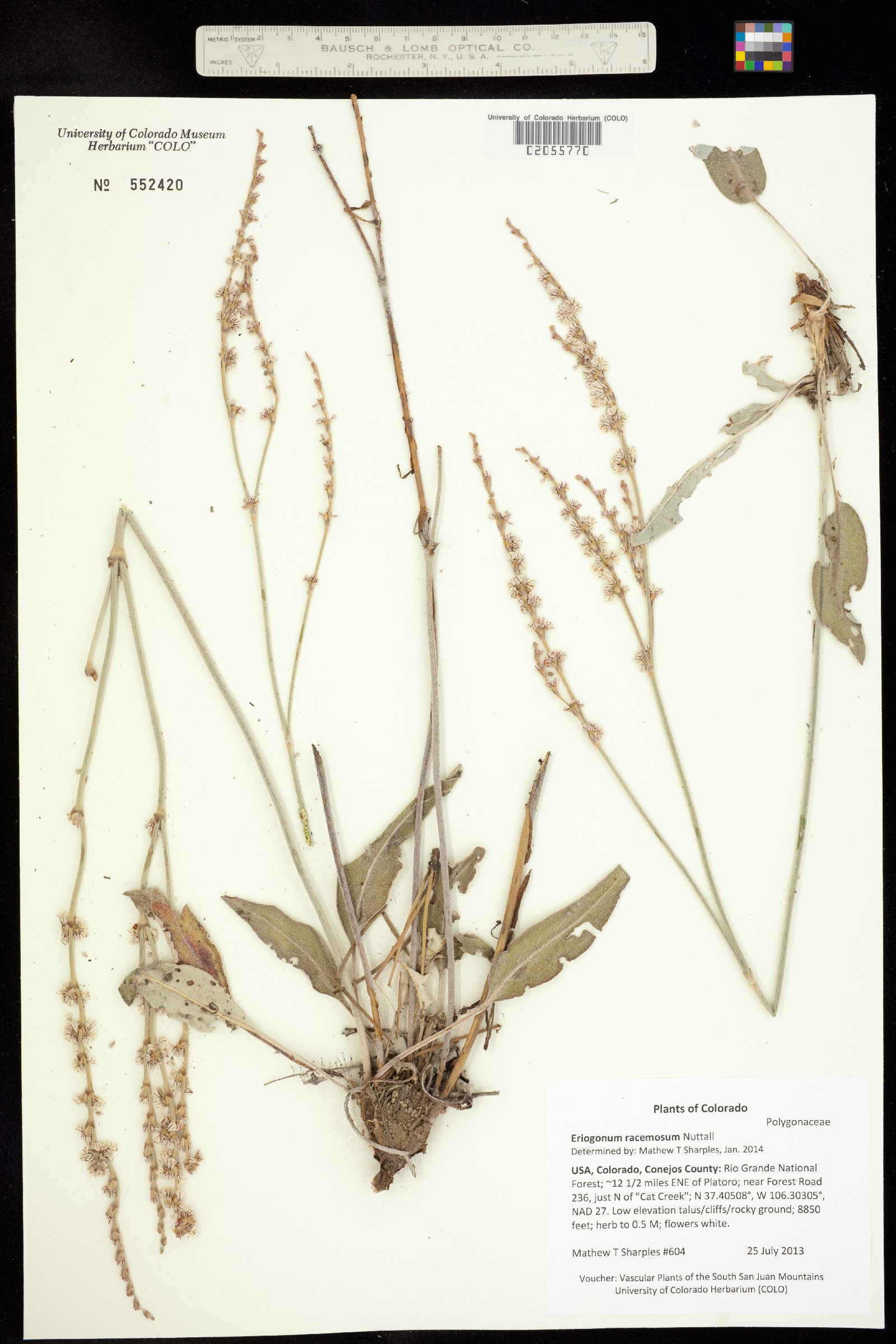 Eriogonum racemosum image